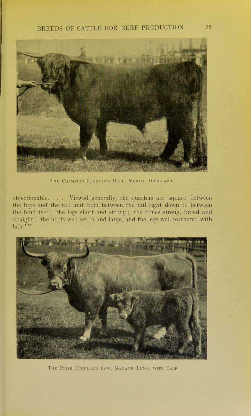 The Champion Highland Bull, Moriar Brehlaich objectionable. . . . Viewed generally, the quarters are square between the hips and the tail and from between the tail right down to between the hind feet; the legs short and strong ; the bones strong, broad and straight ; the hoofs well set in and large, and the legs well feathered with hair.'  The Prize Highland Cow, Madame Luna, with Calf