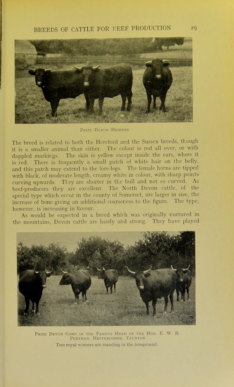 Prize Devon Heifers The breed is related to both the Hereford and the Sussex breeds, though it is a smaller animal than either. The colour is red all over, or with dappled markings. The skin is yellow except inside the ears, where it is red. There is frequently a small patch of white hair on the belly, and this patch may extend to the fore-legs. The female horns are tipped with black, of moderate length, creamy white in colour, with sharp points curving upwards. Tl.ey are shorter in the bull and not so curved. As beef-producers they are excellent. The North Devon cattle, of the special type which occur in the county of Somerset, are larger in size, the increase of bone giving an additional coarseness to the figure. The type, however, is increasing in favour. As would be expected in a breed which was originally nurtured in the mountains, Devon cattle are hardy and strong. They have played Prize Devon Cows in the Famous Herd of the Hon. E. W. B. PoKTMAN, H.ESTERCOMBE, TaUNTON Two royal winners arc standing in the foreground.