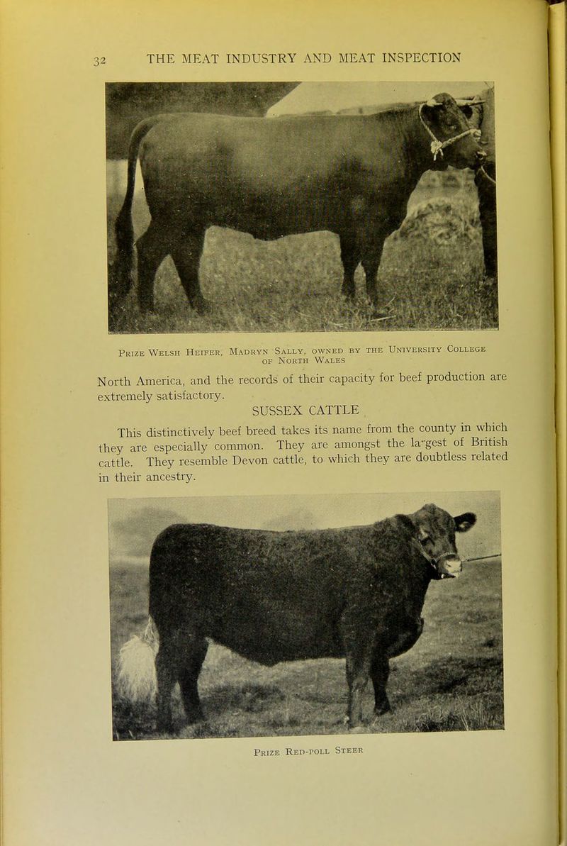Prize Welsh Heifer, Madryn Sally, owned by the University College of North Wales North America, and the records of their capacity for beef production are extremely satisfactory. SUSSEX CATTLE This distinctively beef breed takes its name from the county in which they are especially common. They are amongst the largest of British cattle. They resemble Devon cattle, to which they are doubtless related in their ancestry. Prize Rep-poll Steer