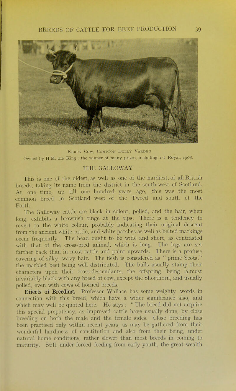Kerry Cow, Compton Dolly Varden Owned by H.M. the King ; the winner of many prizes, including ist Royal, 1908. THE GALLOWAY This is one of the oldest, as well as one of the hardiest, of all British breeds, taking its name from the district in the south-west of Scotland. At one time, up till one hundred years ago, this was the most common breed in Scotland west of the Tweed and south of the Forth. The Galloway cattle are black in colour, polled, and the hair, when long, exhibits a brownish tinge at the tips. There is a tendency to revert to the white colour, probably indicating their original descent from the ancient white cattle, and white patches as well as belted markings occur frequently. The head ought to be wide and short, as contrasted with that of the cross-bred animal, which is long. The legs are set farther back than in most cattle and point upwards. There is a profuse covering of silky, wavy hair. The flesh is considered as  prime Scots, the marbled beef being well distributed. The bulls usually stamp their characters upon their cross-descendants, the offspring being almost invariably black with any breed of cow, except the Shorthorn, and usually polled, even with cows of horned breeds. Effects of Breeding. Professor Wallace has some weighty words in connection with this breed, which have a wider significance also, and which may well be quoted here. He says :  The breed did not acquire this special prepotency, as improved cattle have usually done, by close breeding on both the male and the female sides. Close breeding has been practised only within recent years, as may be gathered from their wonderful hardiness of constitution and also from their being, under natural home conditions, rather slower than most breeds in coming to maturity. Still, under forced feeding from early youth, the great wealth