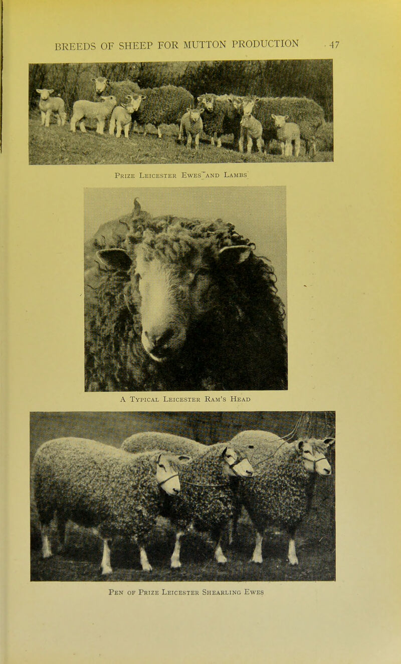 Pen of Prize Leicester Shearling Ewes