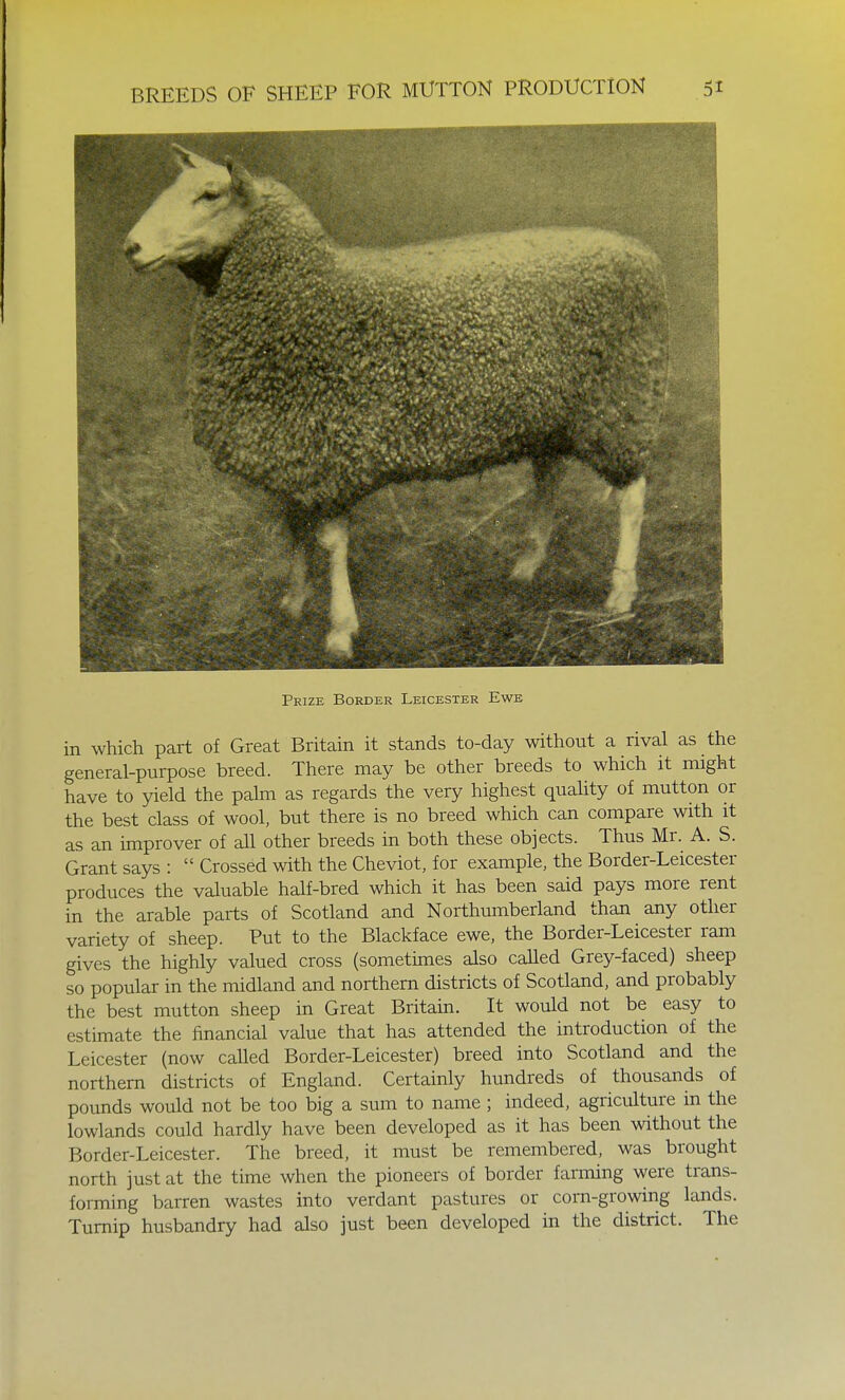 Prize Border Leicester Ewe in which part of Great Britain it stands to-day without a rival as the general-purpose breed. There may be other breeds to which it might have to yield the palm as regards the very highest quality of mutton or the best class of wool, but there is no breed which can compare with it as an improver of all other breeds in both these objects. Thus Mr. A. S. Grant says : Crossed with the Cheviot, for example, the Border-Leicester produces the valuable half-bred which it has been said pays more rent in the arable parts of Scotland and Northumberland than any other variety of sheep. Put to the Blackface ewe, the Border-Leicester ram gives the highly valued cross (sometimes also called Grey-faced) sheep so popular in the midland and northern districts of Scotland, and probably the best mutton sheep in Great Britain. It would not be easy to estimate the financial value that has attended the introduction of the Leicester (now called Border-Leicester) breed into Scotland and the northern districts of England. Certainly hundreds of thousands of pounds would not be too big a sum to name ; indeed, agriculture in the lowlands could hardly have been developed as it has been without the Border-Leicester. The breed, it must be remembered, was brought north just at the time when the pioneers of border farming were trans- forming barren wastes into verdant pastures or corn-growing lands. Turnip husbandry had also just been developed in the district. The