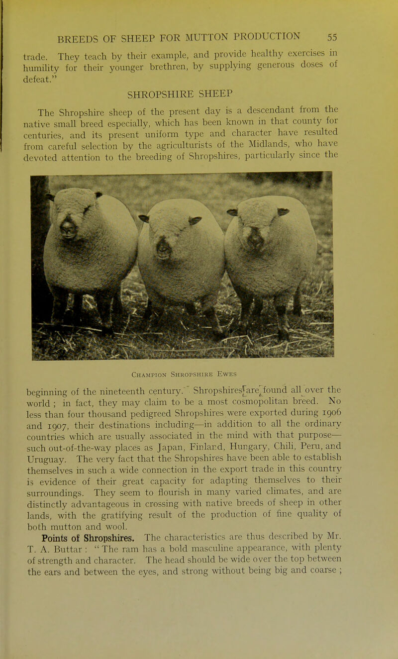 trade. They teach by their example, and provide healthy exercises in humility for their younger brethren, by supplying generous doses of defeat. SHROPSHIRE SHEEP The Shropshire sheep of the present day is a descendant from the native small breed especially, which has been known in that county for centuries, and its present uniform type and character have resulted from careful selection by the agriculturists of the Midlands, who have devoted attention to the breeding of Shropshires, particularly since the Champion Shropshire Ewes beginning of the nineteenth century: Shropshires[are^found all over the world ; in fact, they may claim to be a most cosmopolitan breed. No less than four thousand pedigreed Shropshires were exported during 1906 and 1907, their destinations including—in addition to all the ordinary countries which are usually associated in the mind with that purpose- such out-of-the-way places as Japan, Finland, Hungary, Chili, Peru, and Uruguay. The very fact that the Shropshires have been able to establish themselves in such a wide connection in the export trade in this country is evidence of their great capacity for adapting themselves to their surroundings. They seem to flourish in many varied climates, and are distinctly advantageous in crossing with native breeds of sheep in other lands, with the gratifying result of the production of fine quality of both mutton and wool. Points of Shropshires. The characteristics are thus described by Mr. T. A. Buttar : The ram has a bold masculine appearance, with plenty of strength and character. The head should be wide over the top between the ears and between the eyes, and strong without being big and coarse ;