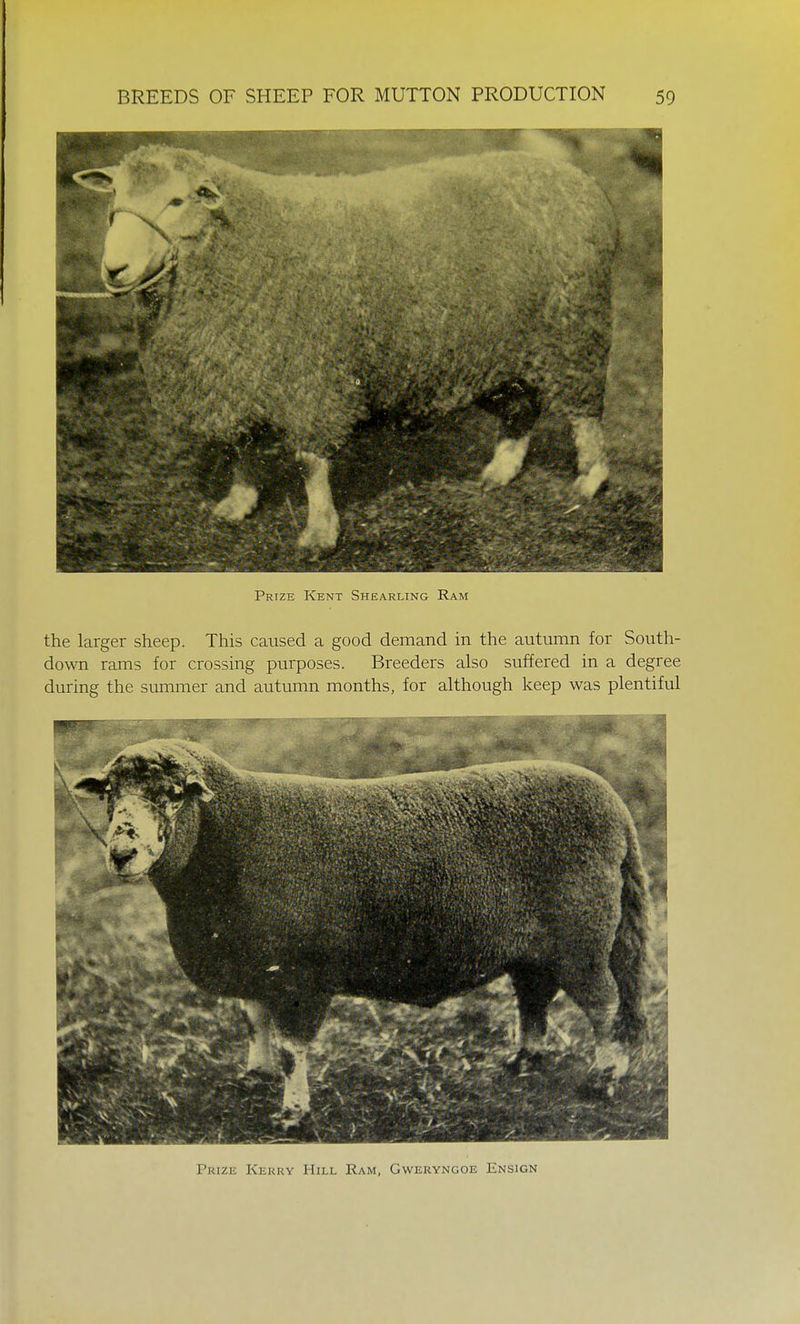 Prize Kent Shearling Ram the larger sheep. This caused a good demand in the autumn for South- down rams for crossing purposes. Breeders also suffered in a degree during the summer and autumn months, for although keep was plentiful Prize Kerry Hill Ram, Gwervngoe Ensign