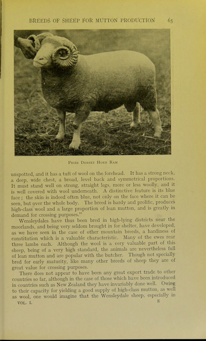 Prize Dorset Horn Ram unspotted, and it has a tuft of wool on the forehead. It has a strong neck, a deep, wide chest, a broad, level back and symmetrical proportions. It must stand well on strong, straight legs, more or less woolly, and it is well covered with wool underneath. A distinctive feature is its blue face ; the skin is indeed often blue, not only on the face where it can be seen, but over the whole body. The breed is hardy and prolific, produces high-class wool and a large proportion of lean mutton, and is greatly in demand for crossing purposes. Wensleydales have thus been bred in high-lying districts near the moorlands, and being very seldom brought in for shelter, have developed, as we have seen in the case of other mountain breeds, a hardiness of constitution which is a valuable characteristic. Many of the ewes rear three lambs each. Although the wool is a very valuable part of this sheep, being of a very high standard, the animals are nevertheless full of lean mutton and are popular with the butcher. Though not specially bred for early maturity, like many other breeds of sheep they are of great value for crossing purposes. There does not appear to have been any great export trade to other countries so far, although in the case of those which have been introduced in countries such as New Zealand they have invariably done well. Owing to their capacity for yielding a good supply of high-class mutton, as well as wool, one would imagine that the Wensleydale sheep, especially in vol. 1. E