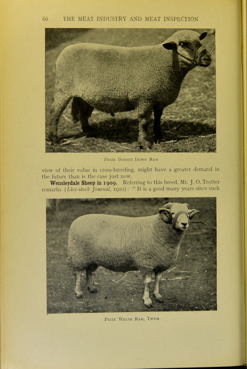 Prize Dorset Down Ram view of their value in cross-breeding, might have a greater demand in the future than is the case just now. Wensleydale Sheep in 1909. Referring to this breed, Mr. J. O. Trotter remarks {Live-stock Journal, 1910) :  It is a good many years since such Prize Welsh Ram, Twym