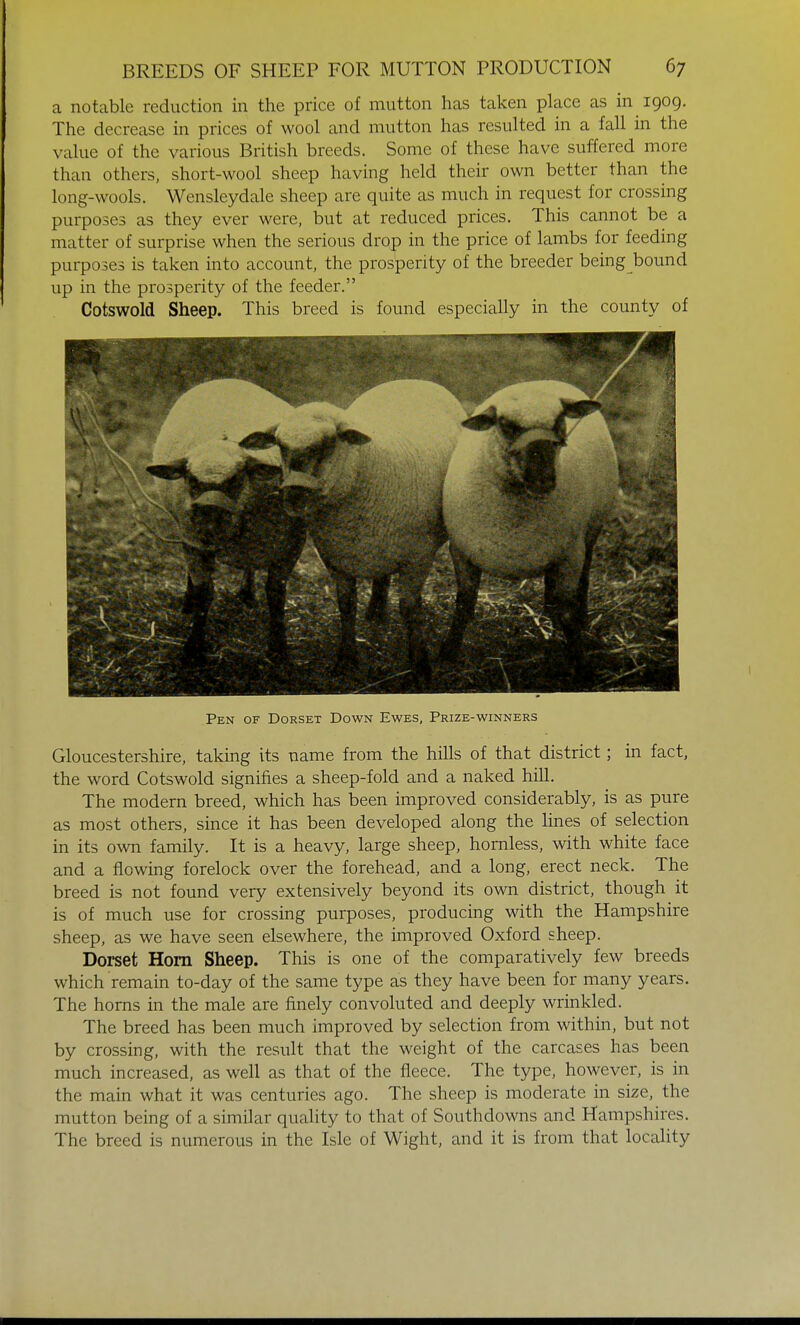 a notable reduction in the price of mutton has taken place as in 1909. The decrease in prices of wool and mutton has resulted in a fall in the value of the various British breeds. Some of these have suffered more than others, short-wool sheep having held their own better than the long-wools. Wensleydale sheep are quite as much in request for crossing purposes as they ever were, but at reduced prices. This cannot be a matter of surprise when the serious drop in the price of lambs for feeding purposes is taken into account, the prosperity of the breeder being bound up in the prosperity of the feeder. Cotswold Sheep. This breed is found especially in the county of Pen of Dorset Down Ewes, Prize-winners Gloucestershire, taking its name from the hills of that district; in fact, the word Cotswold signifies a sheep-fold and a naked hill. The modern breed, which has been improved considerably, is as pure as most others, since it has been developed along the lines of selection in its own family. It is a heavy, large sheep, hornless, with white face and a flowing forelock over the forehead, and a long, erect neck. The breed is not found very extensively beyond its own district, though it is of much use for crossing purposes, producing with the Hampshire sheep, as we have seen elsewhere, the improved Oxford sheep. Dorset Horn Sheep. This is one of the comparatively few breeds which remain to-day of the same type as they have been for many years. The horns in the male are finely convoluted and deeply wrinkled. The breed has been much improved by selection from within, but not by crossing, with the result that the weight of the carcases has been much increased, as well as that of the fleece. The type, however, is in the main what it was centuries ago. The sheep is moderate in size, the mutton being of a similar quality to that of Southdowns and Hampshires. The breed is numerous in the Isle of Wight, and it is from that locality