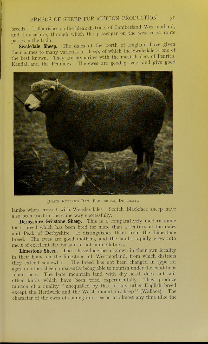 breeds. It nourishes on the bleak districts of Cumberland, Westmorland, and Lancashire, through which the passenger on the west-coast route passes in the train. Swaledale Sheep. The dales of the north of England have given their names to many varieties of sheep, of which the Swaledale is one of the best known. They are favourites with the meat-dealers of Penrith, Kendal, and the Pennines. The ewes are good grazers and give good , Prize Ryeland Ram, Four-shear, Duplicate lambs when crossed with Wensleydales. Scotch Blackface sheep have also been used in the same way successfully. Derbyshire Gritstone Sheep. This is a comparatively modern name for a breed which has been bred for more than a century in the dales and Peak of Derbyshire. It distinguishes them from the Limestone breed. The ewes are good mothers, and the lambs rapidly grow into meat of excellent flavour and of not undue fatness. Limestone Sheep. These have long been known in their own locality in their home on the limestone of Westmorland, from which districts they extend somewhat. The breed has not been changed in type for ages, no other sheep apparently being able to flourish under the conditions found here. The bare mountain land with dry heath does not suit other kinds which have been tried experimentally. They produce mutton of a quality  unequalled by that of any other English breed except the Herdwick and the Welsh mountain,sheep  (Wallace). The character of the ewes of coming into season at almost any time (like the