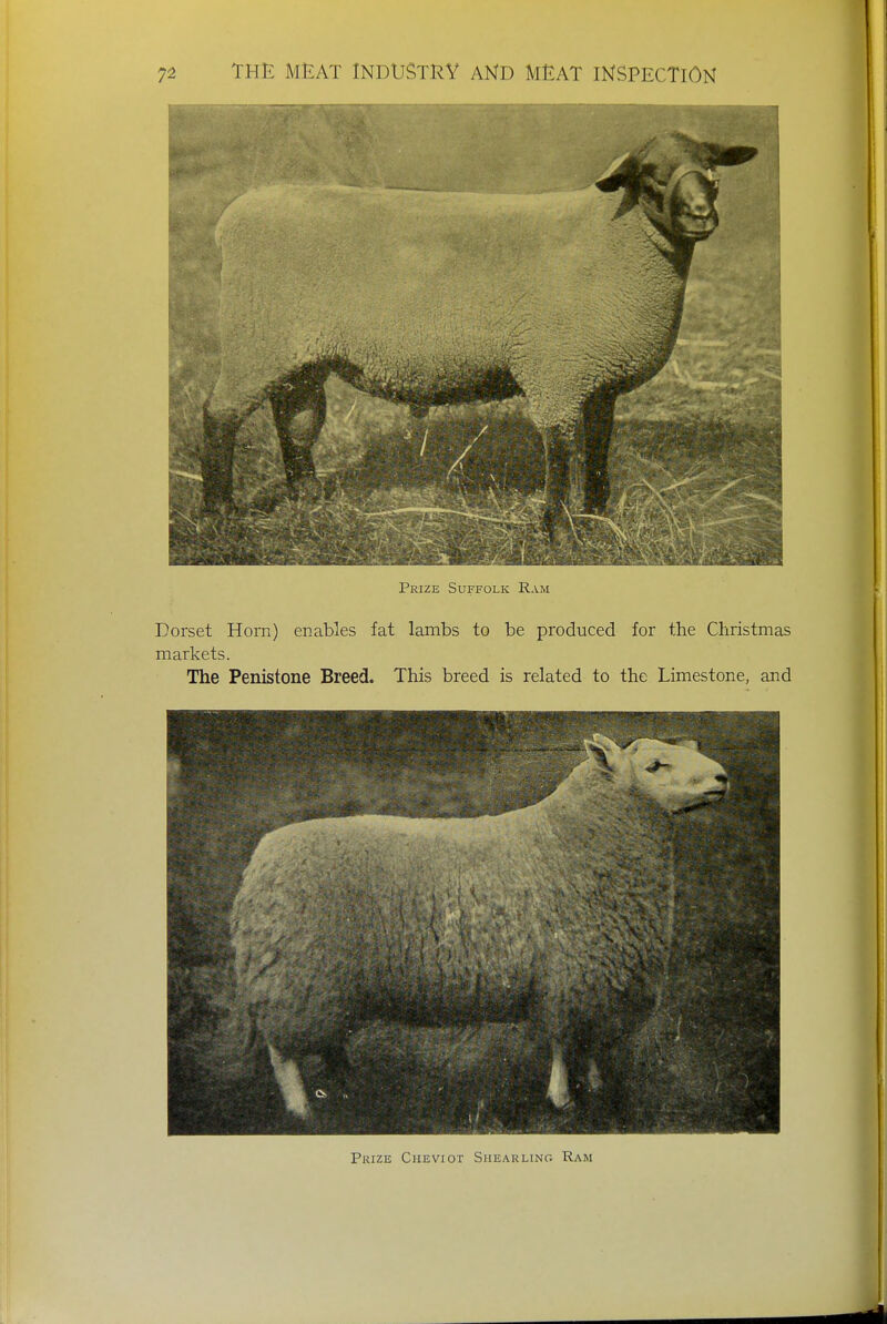 Prize Suffolk Ram Dorset Horn) enables fat lambs to be produced for the Christmas markets. The Penistone Breed. This breed is related to the Limestone, and Prize Cheviot Shearling Ram