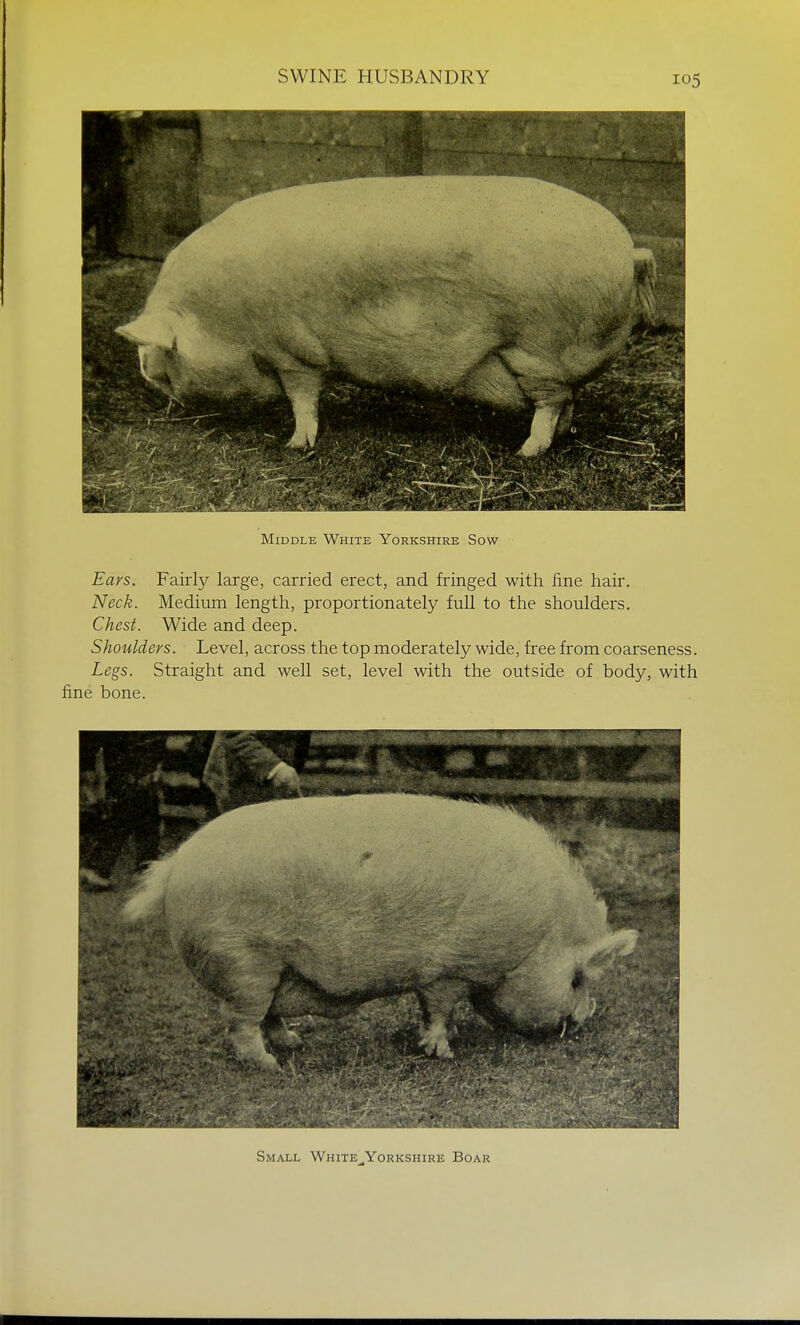 Middle White Yorkshire Sow Ears. Fairly large, carried erect, and fringed with fine hair. Neck. Medium length, proportionately full to the shoulders. Chest. Wide and deep. Shoulders. Level, across the top moderately wide, free from coarseness. Legs. Straight and well set, level with the outside of body, with fine bone.