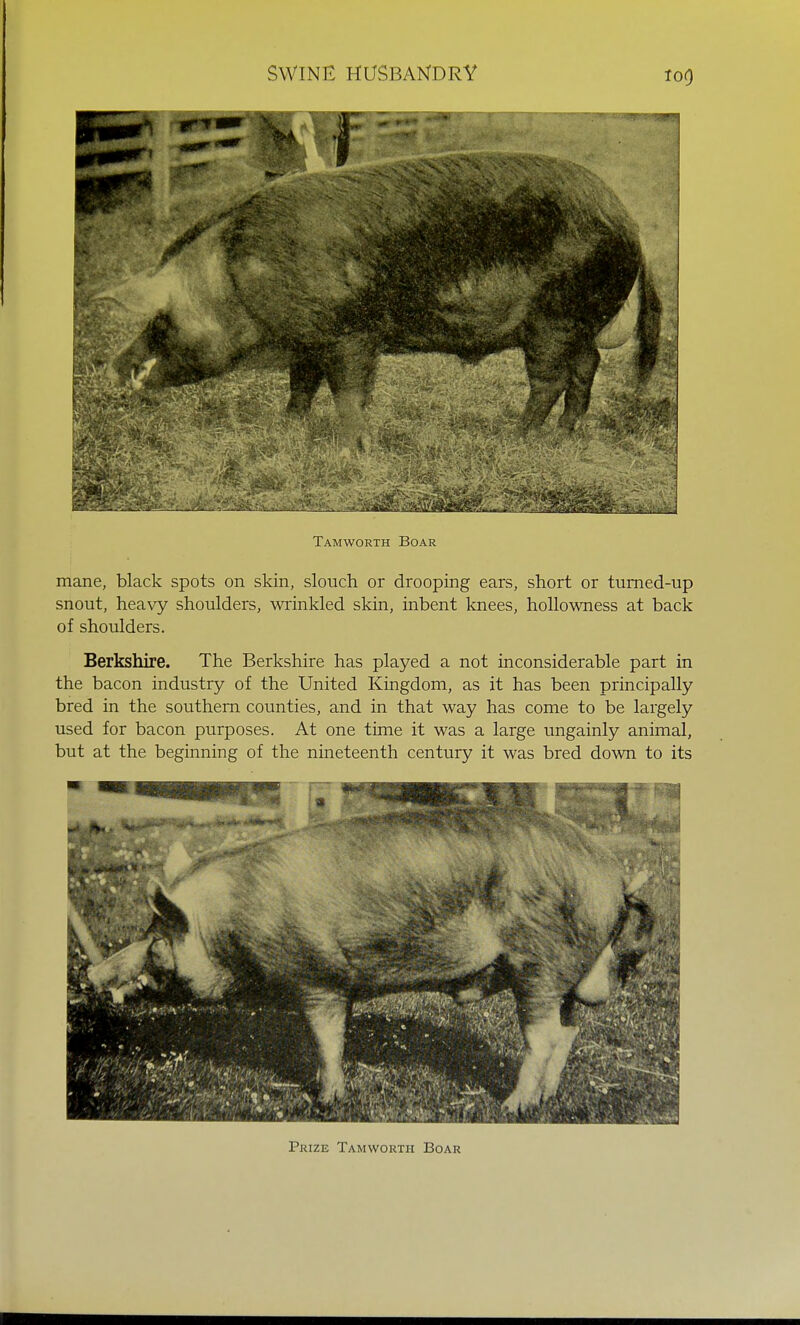 Tamworth Boar mane, black spots on skin, slouch or drooping ears, short or turned-up snout, heavy shoulders, wrinkled skin, inbent knees, hollowness at back of shoulders. Berkshire. The Berkshire has played a not inconsiderable part in the bacon industry of the United Kingdom, as it has been principally bred in the southern counties, and in that way has come to be largely used for bacon purposes. At one time it was a large ungainly animal, but at the beginning of the nineteenth century it was bred down to its Prize Tamworth Boar