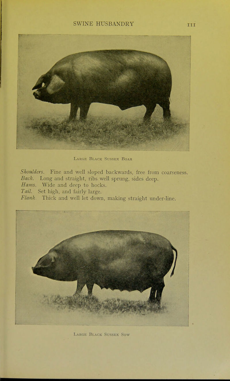 Large Black Sussex Boar Shoulders. Fine and well sloped backwards, free from coarseness. Back. Long and straight, ribs well sprung, sides deep. Hams. Wide and deep to hocks. Tail. Set high, and fairly large. Flank. Thick and well let down, making straight under-line. j Large Black Sussex Sow