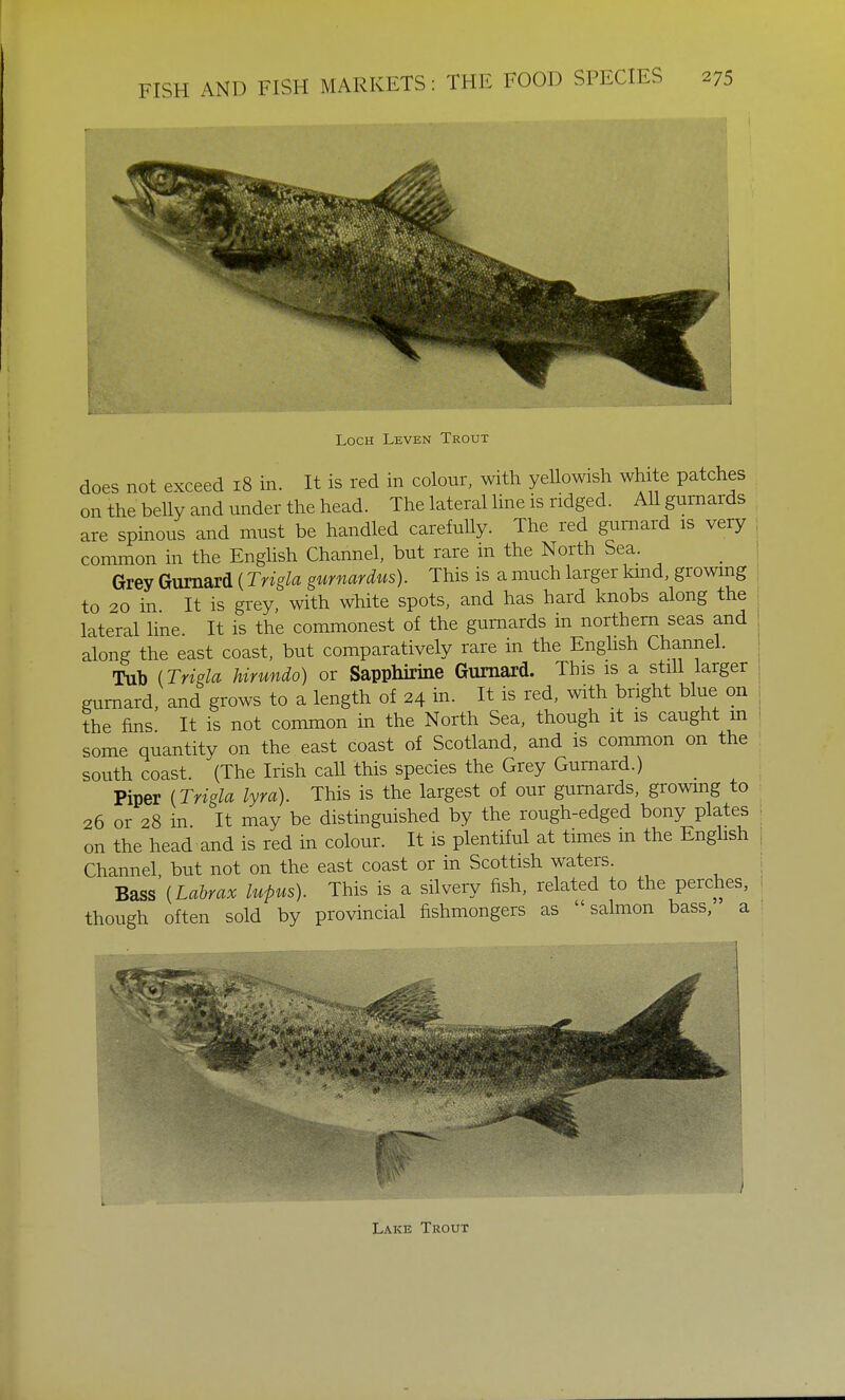 Loch Leven Trout does not exceed 18 in. It is red in colour, with yellowish white patches on the belly and under the head. The lateral line is ridged. All gurnards are spinous and must be handled carefully. The red gurnard is very common in the English Channel, but rare in the North Sea. Grey Gurnard (Trigla gurnardus). This is a much larger kind, growing to 20 in It is grey, with white spots, and has hard knobs along the lateral line It is the commonest of the gurnards in northern seas and along the east coast, but comparatively rare in the English Channel. Tub (Trigla hirundo) or Sapphirine Gurnard. This is a still larger gurnard, and grows to a length of 24 in. It is red, with bright blue on the fins It is not common in the North Sea, though it is caught m some quantity on the east coast of Scotland, and is common on the south coast. (The Irish call this species the Grey Gurnard.) Piper (Trigla lyra). This is the largest of our gurnards, growing to 26 or 28 in. It may be distinguished by the rough-edged bony plates on the head and is red in colour. It is plentiful at times m the English Channel, but not on the east coast or in Scottish waters. Bass (Labrax lupus). This is a silvery fish, related to the perches, though often sold by provincial fishmongers as salmon bass, a Lake Trout
