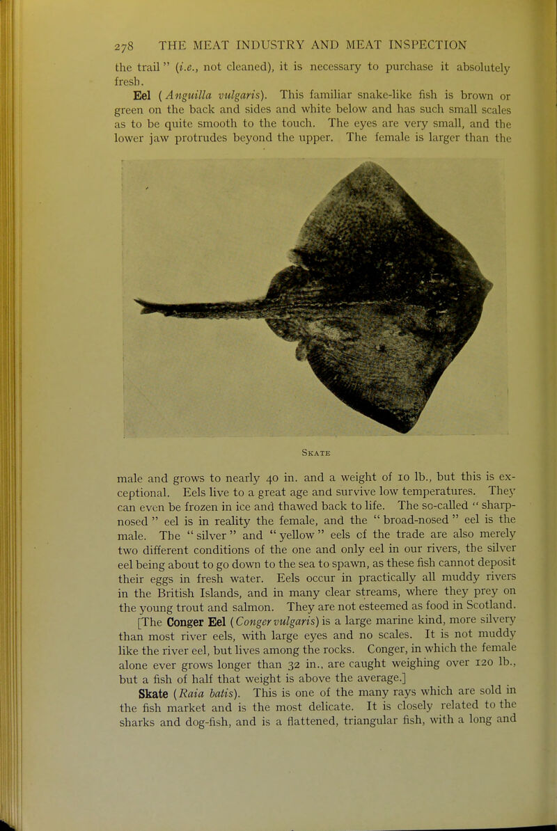 the trail (i.e., not cleaned), it is necessary to purchase it absolutely fresh. Eel (Anguilla vulgaris). This familiar snake-like fish is brown or green on the back and sides and white below and has such small scales as to be quite smooth to the touch. The eyes are very small, and the lower jaw protrudes beyond the upper. The female is larger than the Skate male and grows to nearly 40 in. and a weight of 10 lb., but this is ex- ceptional. Eels live to a great age and survive low temperatures. They can even be frozen in ice and thawed back to life. The so-called  sharp- nosed  eel is in reality the female, and the  broad-nosed  eel is the male. The  silver  and  yellow  eels of the trade are also merely two different conditions of the one and only eel in our rivers, the silver eel being about to go down to the sea to spawn, as these fish cannot deposit their eggs in fresh water. Eels occur in practically all muddy rivers in the British Islands, and in many clear streams, where they prey on the young trout and salmon. They are not esteemed as food in Scotland. [The Conger Eel [Congervulgaris) is a large marine kind, more silvery than most river eels, with large eyes and no scales. It is not muddy like the river eel, but lives among the rocks. Conger, in which the female alone ever grows longer than 32 in., are caught weighing over 120 lb., but a fish of half that weight is above the average.] Skate {Raia batis). This is one of the many rays which are sold in the fish market and is the most delicate. It is closely related to the sharks and dog-fish, and is a flattened, triangular fish, with a long and