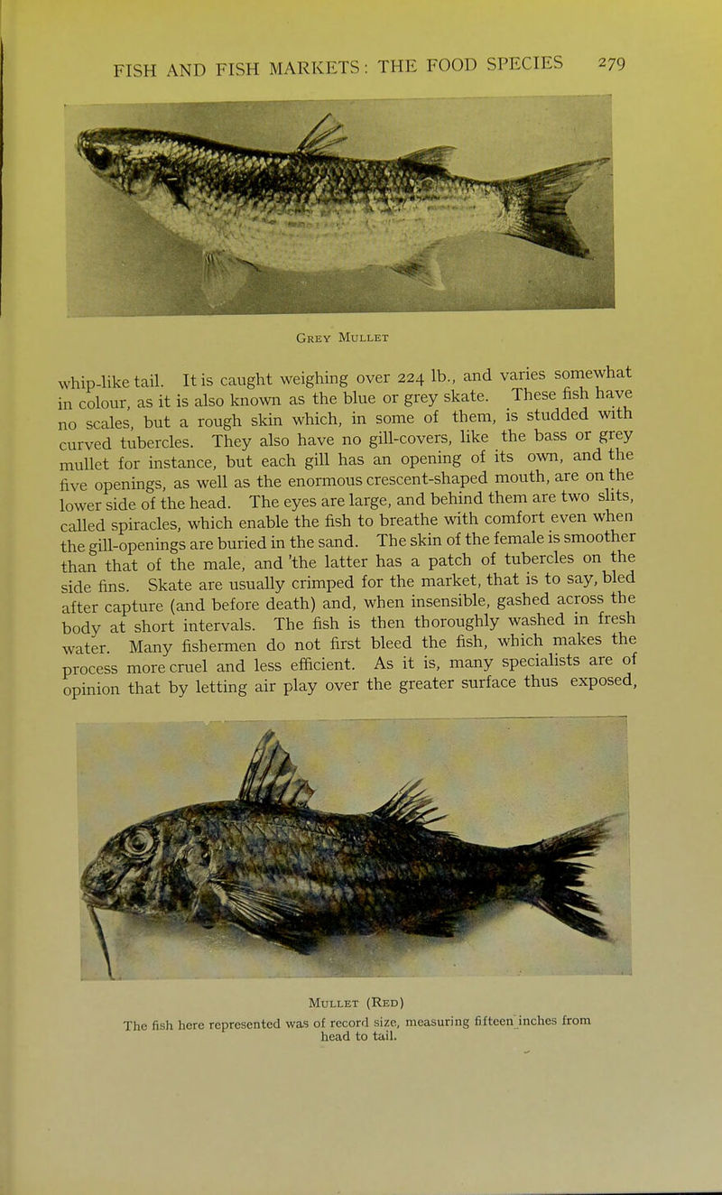 Grey Mullet whip-like tail. It is caught weighing over 224 lb., and varies somewhat in colour, as it is also known as the blue or grey skate. These fish have no scales, but a rough skin which, in some of them, is studded with curved tubercles. They also have no gill-covers, like the bass or grey mullet for instance, but each gill has an opening of its own, and the five openings, as well as the enormous crescent-shaped mouth, are on the lower side of the head. The eyes are large, and behind them are two slits, called spiracles, which enable the fish to breathe with comfort even when the gill-openings are buried in the sand. The skin of the female is smoother than that of the male, and 'the latter has a patch of tubercles on the side fins. Skate are usually crimped for the market, that is to say, bled after capture (and before death) and, when insensible, gashed across the body at short intervals. The fish is then thoroughly washed m fresh water. Many fishermen do not first bleed the fish, which makes the process more cruel and less efficient. As it is, many specialists are of opinion that by letting air play over the greater surface thus exposed, Mullet (Red) The fish here represented was of record size, measuring fifteen inches from head to tail.