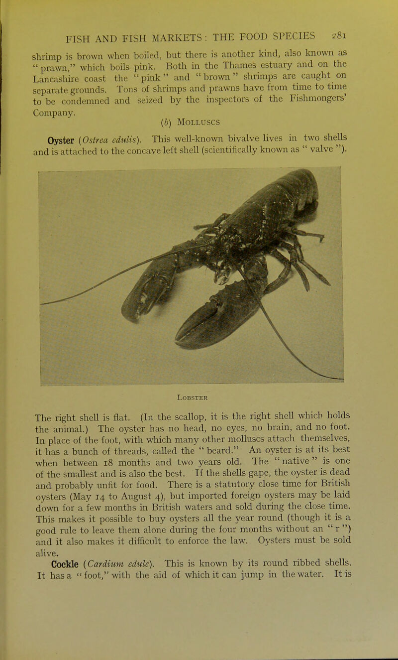 shrimp is brown when boiled, but there is another kind, also known as  prawn, which boils pink. Both in the Thames estuary and on the Lancashire coast the  pink  and  brown  shrimps are caught on separate grounds. Tons of shrimps and prawns have from time to time to be condemned and seized by the inspectors of the Fishmongers' Company. (b) Molluscs Oyster {Ostrea edulis). This well-known bivalve lives in two shells and is attached to the concave left shell (scientifically known as  valve ). Lobster The right shell is flat. (In the scallop, it is the right shell which holds the animal.) The oyster has no head, no eyes, no brain, and no foot. In place of the foot, with which many other molluscs attach themselves, it has a bunch of threads, called the  beard. An oyster is at its best when between 18 months and two years old. The  native  is one of the smallest and is also the best. If the shells gape, the oyster is dead and probably unfit for food. There is a statutory close time for British oysters (May 14 to August 4), but imported foreign oysters may be laid down for a few months in British waters and sold during the close time. This makes it possible to buy oysters all the year round (though it is a good rule to leave them alone during the four months without an  r ) and it also makes it difficult to enforce the law. Oysters must be sold alive. Cockle {Cardium edule). This is known by its round ribbed shells. It has a foot, with the aid of which it can jump in the water. It is