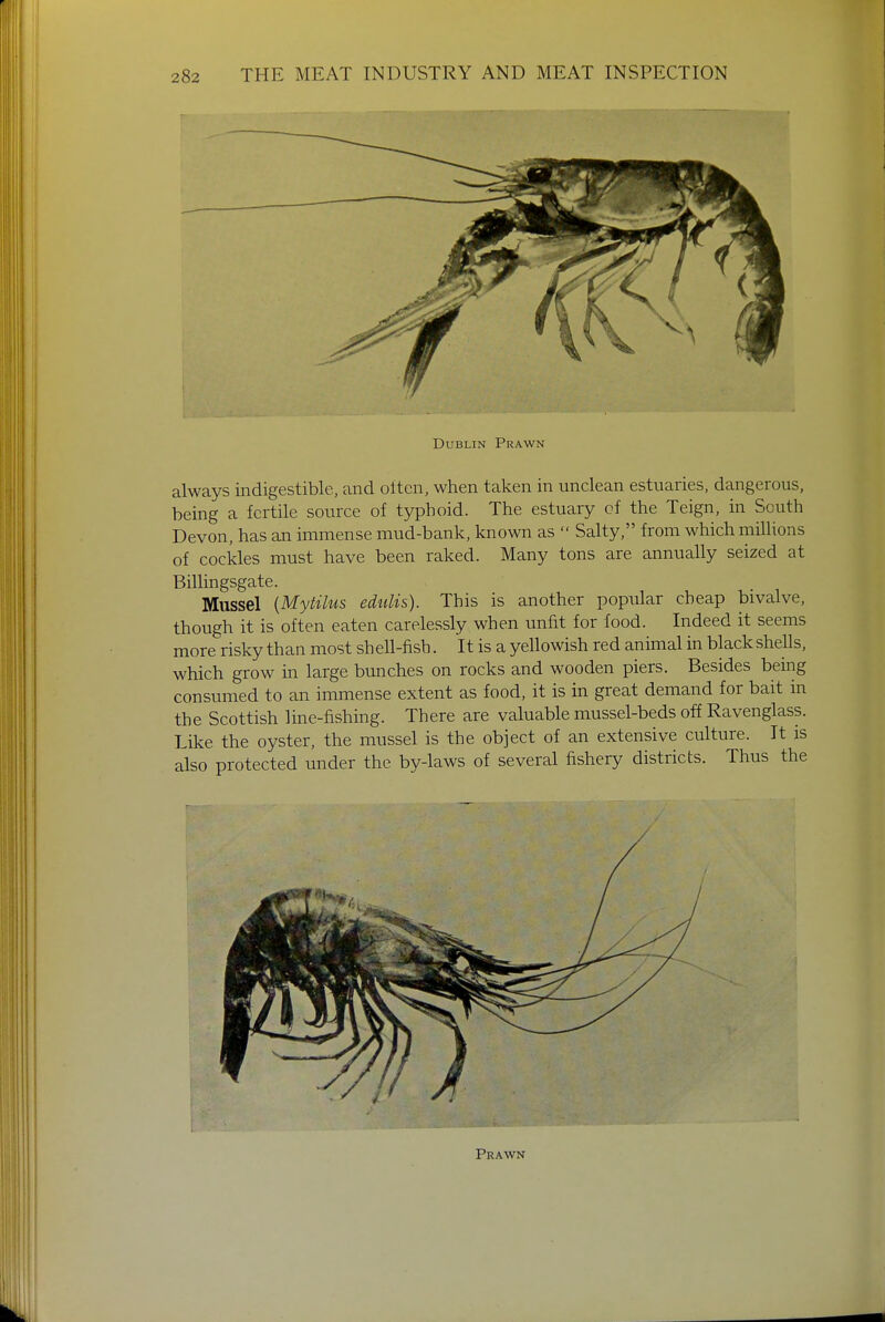 Dublin Prawn always indigestible, and often, when taken in unclean estuaries, dangerous, being a fertile source of typhoid. The estuary of the Teign, in South Devon, has an immense mud-bank, known as  Salty, from which millions of cockles must have been raked. Many tons are annually seized at Billingsgate. Mussel (Mytilus edulis). This is another popular cheap bivalve, though it is often eaten carelessly, when unfit for food. Indeed it seems more risky than most sh ell-fish. It is a yellowish red animal in black shells, which grow in large bunches on rocks and wooden piers. Besides being consumed to an immense extent as food, it is in great demand for bait in the Scottish line-fishing. There are valuable mussel-beds off Ravenglass. Like, the oyster, the mussel is the object of an extensive culture. It is also protected under the by-laws of several fishery districts. Thus the Prawn