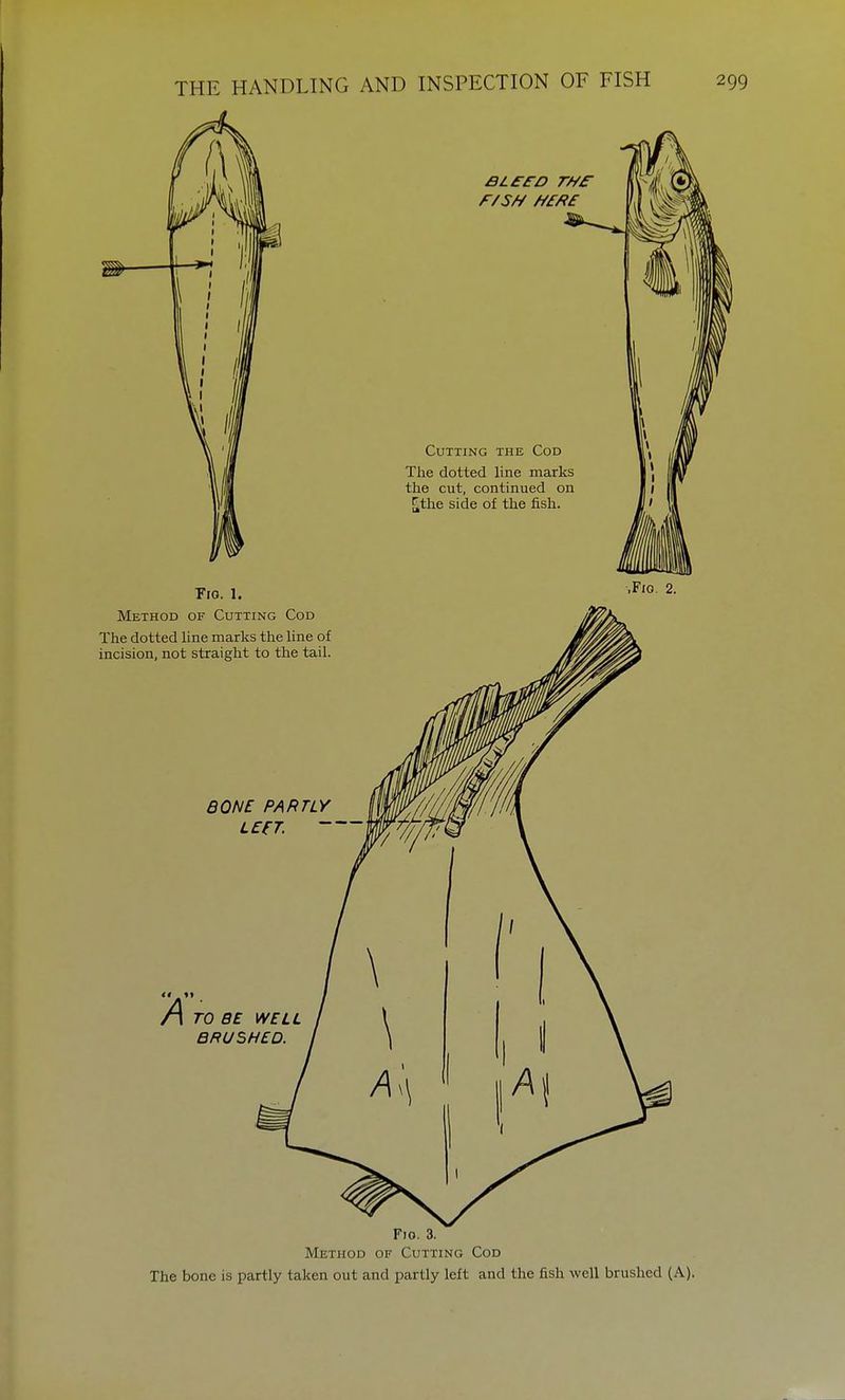 F10. 3. Method of Cutting Cod The bone is partly taken out and partly left and the fish well brushed (A).