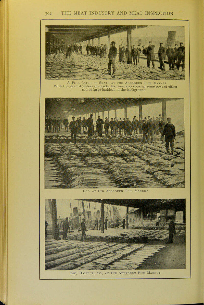A Fine Catch of Skate at the Aberdeen Fish Market With the steam-trawlers alongside, the view also showing some rows of either cod or large haddock in the background. Coo at the Aberdeen Fish Market Cod, Halibut, &c, at the Aberdeen Fish Market