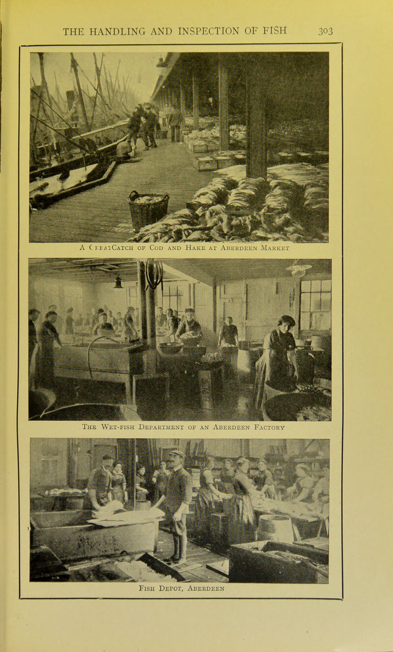 The Wet-fish Department of an Aberdeen Factory Fish Depot, Aberdeen