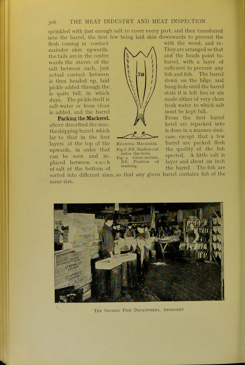 sprinkled with just enough salt to cover every part, and then transferred into the barrel, the first few being laid skin downwards to prevent the with the wood, and re- Theyare arranged so that and the heads point to- barrel, with a layer of sufficient to prevent any fish and fish. The barrel down on the bilge, and bung-hole until the barrel state it is left five or six made either of very clean fresh water to which salt must be kept full. From the first barrel kerel are repacked into is done in a manner simi- case, except that a few barrel are packed flesh the quality of the fish spected. A little salt is layer and about an inch the barrel. The fish are flesh coming in contact mainder skin upwards, the tails are in the centre wards the staves of the salt between each, just actual contact between is then headed up, laid pickle added through the is quite full, in which days. The pickle itself is salt-water or from clean is added, and the barrel Packing the Mackerel, above described the mac- theshipping barrel, which lar to that in the first layers at the top of the upwards, in order that can be seen and in- placed between each of salt at the bottom of Reaming Mackerel Fig. 8. BB, Shallow cut below the bone. Fig. 9. Cross-section. BB, Position of reaming. sorted into different sizes, so that any given barrel contains fish of the same size. The Smoked Fish Department, Aberdeen