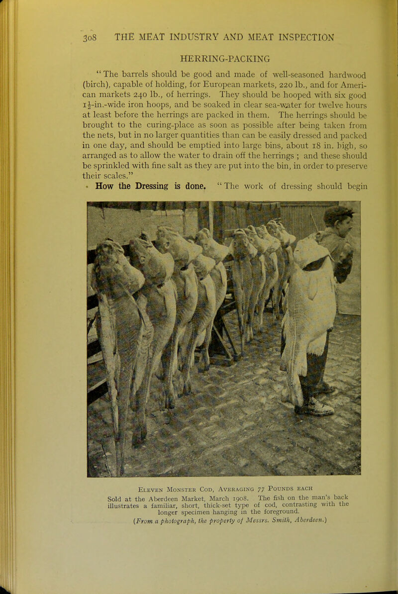 HERRING-PACKING The barrels should be good and made of well-seasoned hardwood (birch), capable of holding, for European markets, 220 lb., and for Ameri- can markets 240 lb., of herrings. They should be hooped with six good ij-in.-wide iron hoops, and be soaked in clear sea-water for twelve hours at least before the herrings are packed in them. The herrings should be brought to the curing-place as soon as possible after being taken from the nets, but in no larger quantities than can be easily dressed and packed in one day, and should be emptied into large bins, about 18 in. high, so arranged as to allow the water to drain off the herrings ; and these should be sprinkled with fine salt as they are put into the bin, in order to preserve their scales. • How the Dressing is done. The work of dressing should begin Eleven Monster Cod, Averaging 77 Pounds each Sold at the Aberdeen Market, March 1908. The fish on the man's back illustrates a familiar, short, thick-set type of cod, contrasting with the longer specimen hanging in the foreground. (From a photograph, the property of Messrs. Smith, Aberdeen.)