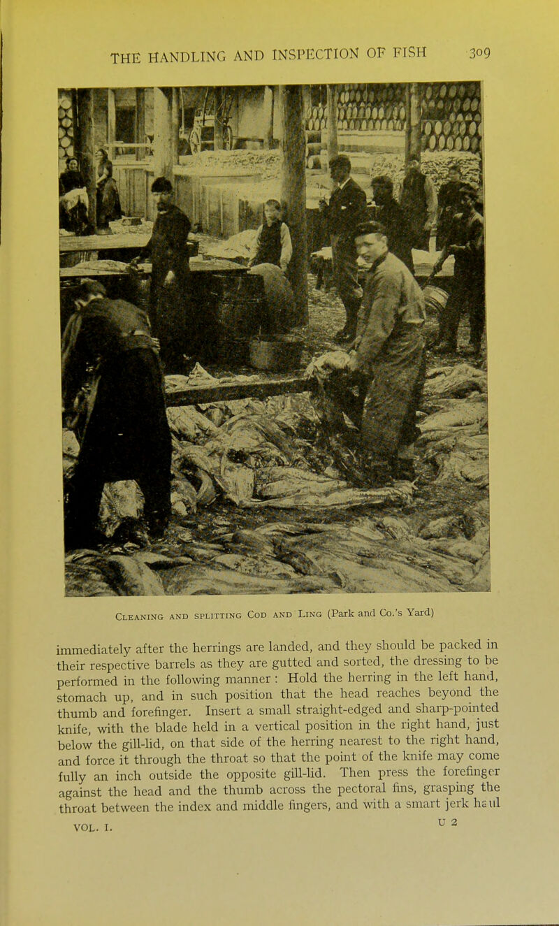 Cleaning and splitting Cod and Ling (Park and Co.'s Yard) immediately after the herrings are landed, and they should be packed in their respective barrels as they are gutted and sorted, the dressing to be performed in the following manner : Hold the herring in the left hand, stomach up, and in such position that the head reaches beyond the thumb and forefinger. Insert a small straight-edged and sharp-pointed knife, with the blade held in a vertical position in the right hand, just below the gill-lid, on that side of the herring nearest to the right hand, and force it through the throat so that the point of the knife may come fully an inch outside the opposite gill-lid. Then press the forefinger against the head and the thumb across the pectoral fins, grasping the throat between the index and middle fingers, and with a smart jerk hsul