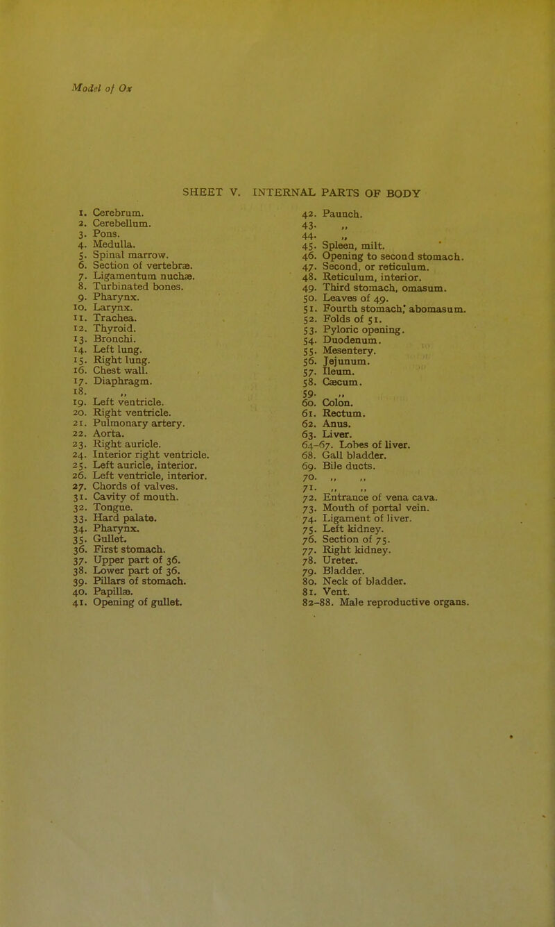 SHEET V. INTERNAL PARTS OF BODY 1. Cerebrum. 2. Cerebellum. 3. Pons. 4. Medulla. 5. Spinal marrow. 6. Section of vertebrae. 7. Ligamentum nuchae. 8. Turbinated bones. 9. Pharynx. 10. Larynx. 11. Trachea. 12. Thyroid. 13. Bronchi. 14. Left lung. 15. Right lung. 16. Chest wall. 17. Diaphragm. 18. 19. Left ventricle. 20. Right ventricle. 21. Pulmonary artery. 22. Aorta. 23. Right auricle. 24. Interior right ventricle. 25. Left auricle, interior. 26. Left ventricle, interior. 27. Chords of valves. 31. Cavity of mouth. 32. Tongue. 33. Hard palate. 34. Pharynx. 35. Gullet. 36. First stomach. 37. Upper part of 36. 38. Lower part of 36. 39. Pillars of stomach. 40. Papillae. 42. 43. 44. 45- 46. 47- 48. 49. SO. SI- 52. 53- S4- SS- S6. 57. 58. 59- 60. 61. 62. 63. 64- 68. 69. 70. 71- 72. 73- 74- 75- 76. 77- 78. 79- 80. 81. Paunch. Spleen, milt. Opening to second stomach. Second, or reticulum. Reticulum, interior. Third stomach, omasum. Leaves of 49. Fourth stomach,* abomasum. Folds of 51. Pyloric opening. Duodenum. Mesentery. Jejunum. Ileum. Caecum. Colon. Rectum. Anus. Liver. 67. Lobes of liver. Gall bladder. Bile ducts. Entrance of vena cava. Mouth of portal vein. Ligament of liver. Left kidney. Section of 75. Right kidney. Ureter. Bladder. Neck of bladder. Vent.