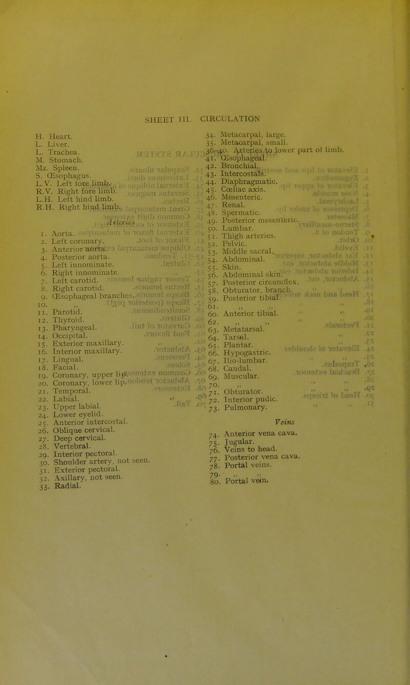 SHEET III. CIRCULATION H. Heart. L. Liver. L. Trachea. M. Stomach. Mz. Spleeu. S. CEsophagus. L.V. Left fore lin?J?,.', , R.V. Right fore limb'.' L.H. Left hind Umb. R.H. Right hii^d i,\rfi\>.. ■!!-,ri[ir frAunr.-iP 1. 2. 3- 4- S- 6. 7- 8. 9- lO. II. 12. 13- 14. IS- i6. 17- i8. 19. 20. 21. 22. 23- 24. 25. 26. 27. 28. 29. 30. 31- 32. 33- Aorta. I ' Left coronary. Anterior aortal. ' Posterior aorta. Left innominate. • u Right innominate. Left carotid. ' ' ■' i'''' ■ Right carotid. OEsophageal branches.. 1 ( tTr.q -I'ii- ' Parotid. Thyroid. Pharyngeal. .Itjrf lo Occipital. -f^i'' - . i Exterior maxillary. Interior maxillary. .lotonbdA Lingual. .nti-jnoia'^l Facial. .aaoloei Coronary, upper Vnpinpnn\Yn rrnrnrnoa Coronary, lower lip. Temporal. ' Labial. Upper labial. Lower eyelid. Anterior intercostal. Oblique cervical. Deep cervical. Vertebral. Interior pectoral. Shoulder artery, not seen. Exterior pectoral. Axillary, not seen. Radial. .fifiT .)-'> ,';<') 34- 35. 41, 42 43- 44. 45- 46. 47- 48. 49- 50. 51- 52. ■ 53- ' 54- 55- 56. 57- - 58. -■ 59- 61. ■ 60. 62. 63. . 64. 65- 66. 67. 68. 69. 70. 71- 72. 73. limb. Metacarpal, large. Metacarpal, small, -^o. ^ytcrics 1|(^^owcr part of lii Oisopliageal. Bronchial. Intercostals. Diaphragmatic. Cceliac axis. Mesenteric. Renal. . Spermatic. . Posterior mesenLunc. . Lumbar. . Thigh arteries. . Pelvic. . Middle sacral.. . Abdominal. . Skin. . Abdominal skin. . Posterior circumllo.x. . Obturator, branch. , , . , . Posterior tibialV '-' ^^'-'«^>* Anterior tibial. > > ' > Metatarsal. Tarsal. Plantar. Hypogastric. Ilio-lumbar. Caudal. Muscular. Obturator. Interior pudic. Pulmonary. 74- 75- 76. 77- 78. 79- 80. I'lhltforif! lo toi! .^(fo-jiil lo Veins Anterior vena cava. Jugular. Veins to head. Posterior vena cava. Portal veins. Portal vein.