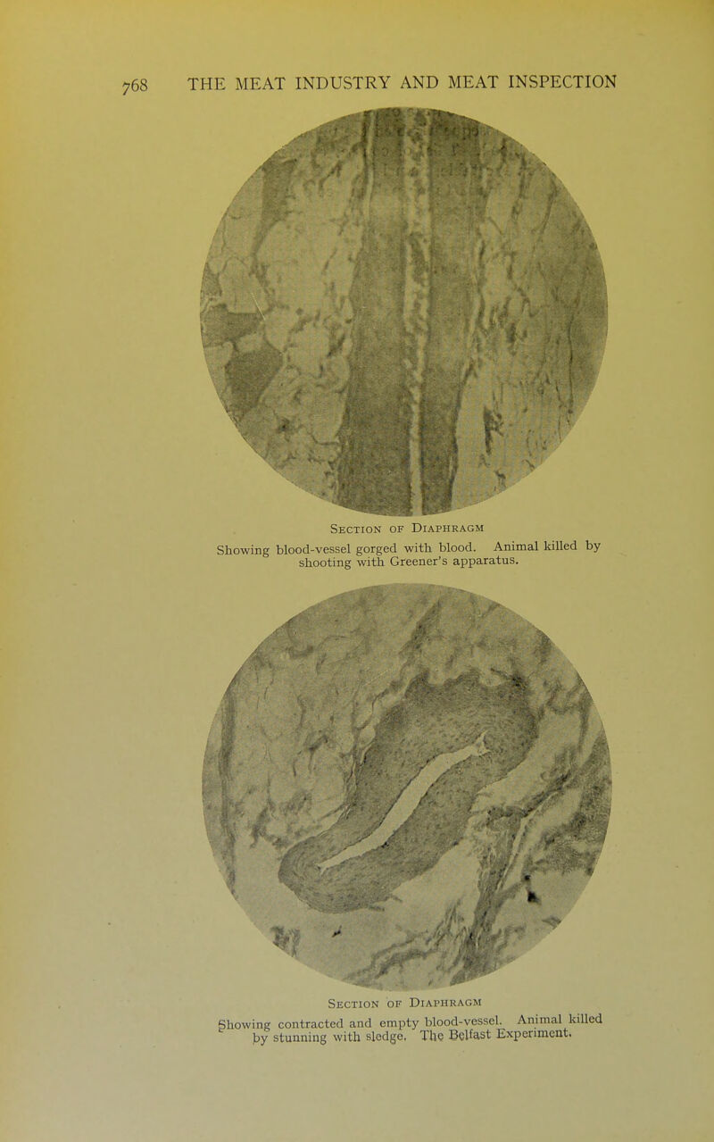 Section of Diaphragm Showing blood-vessel gorged with blood. Animal killed by shooting with Greener's apparatus. IP Section of Diai'HRAGm Showing contracted and empty blood-vessel. Animal killed py stunning with sledge. The Belfast Experiment.