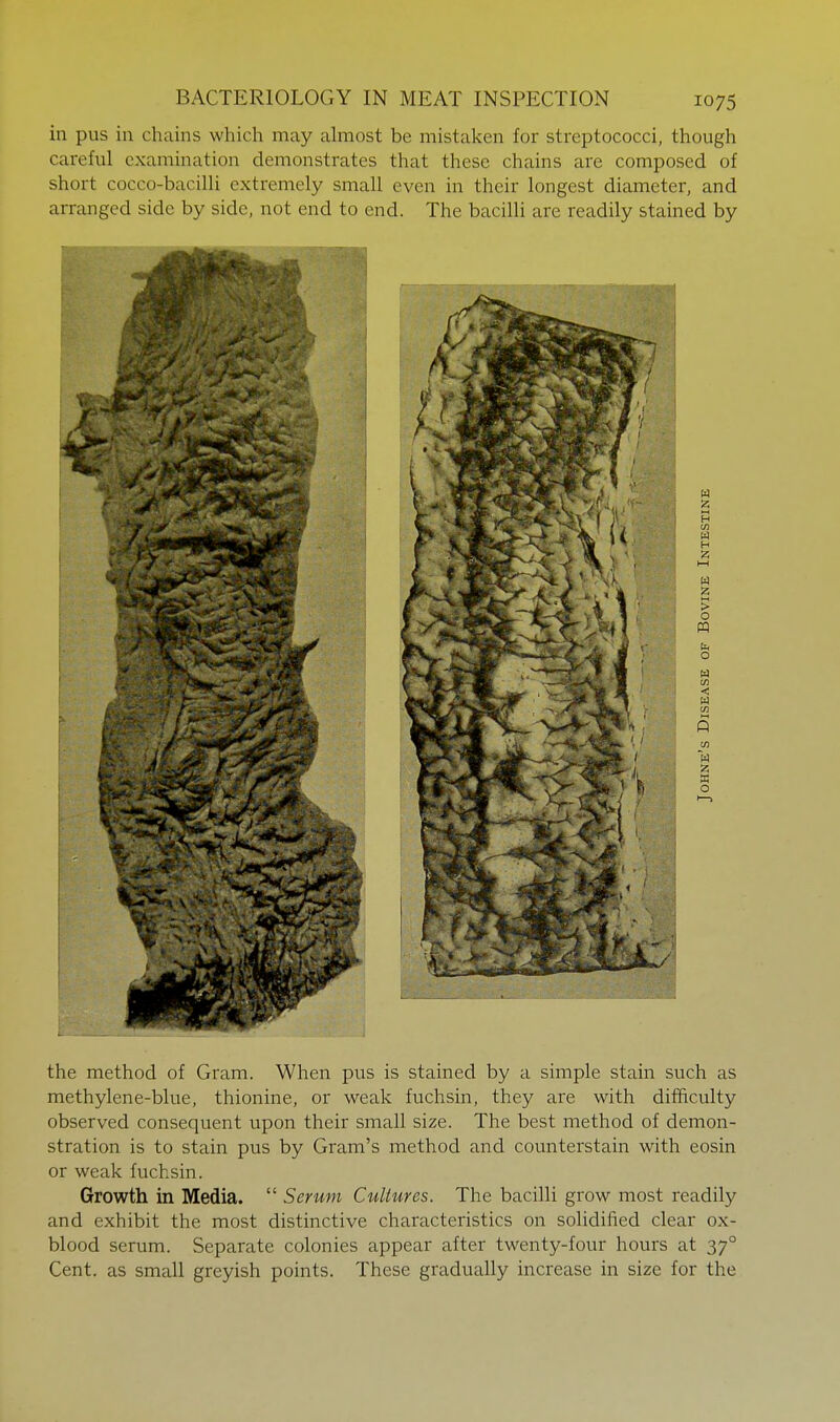 in pus in chains which may almost be mistaken for streptococci, though careful examination demonstrates that these chains are composed of short cocco-bacilli extremely small even in their longest diameter, and arranged side by side, not end to end. The bacilli are readily stained by the method of Gram. When pus is stained by a simple stain such as methylene-blue, thionine, or weak fuchsin, they are with difficulty observed consequent upon their small size. The best method of demon- stration is to stain pus by Gram's method and counterstain with eosin or weak fuchsin. Growth in Media.  Serum Cultures. The bacilli grow most readily and exhibit the most distinctive characteristics on solidified clear ox- blood serum. Separate colonies appear after twenty-four hours at 37° Cent, as small greyish points. These gradually increase in size for the