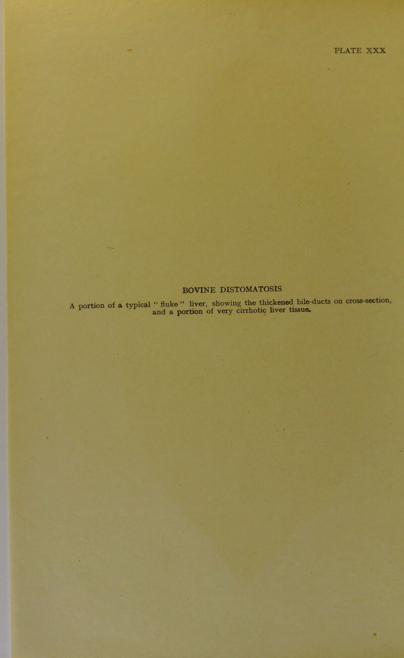 PLATE XXX BOVINE DISTOMATOSIS A Dortion of a typical  fluke  Uver, showing the thickened bile-ducts on cross-section, and a portion of very cirrhotic liver tissue.