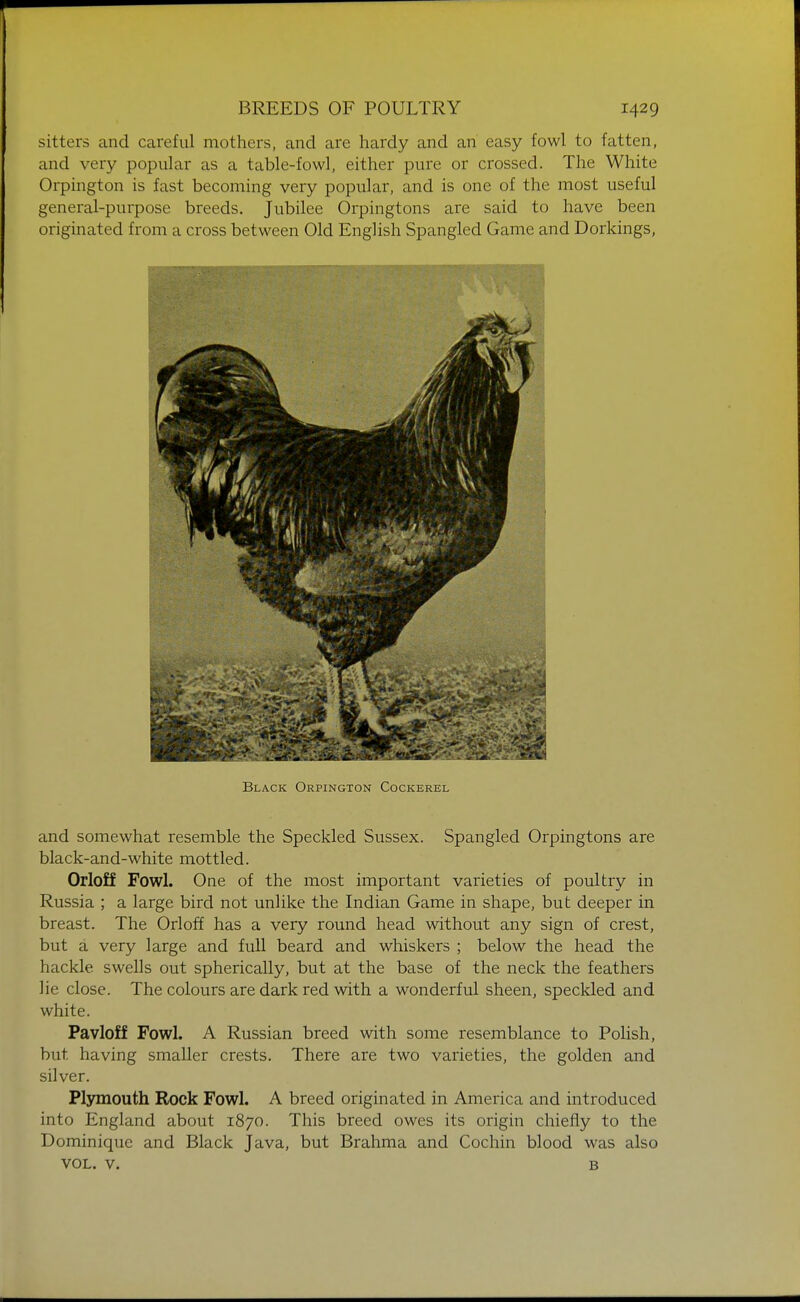 sitters and careful mothers, and are hardy and an easy fowl to fatten, and very popular as a table-fowl, either pure or crossed. The White Orpington is fast becoming very popular, and is one of the most useful general-purpose breeds. Jubilee Orpingtons are said to have been originated from a cross between Old English Spangled Game and Dorkings, Black Orpington Cockerel and somewhat resemble the Speckled Sussex. Spangled Orpingtons are black-and-white mottled. Orloff Fowl. One of the most important varieties of poultry in Russia ; a large bird not unlike the Indian Game in shape, but deeper in breast. The Orloff has a very round head without any sign of crest, but a very large and full beard and whiskers ; below the head the hackle swells out spherically, but at the base of the neck the feathers lie close. The colours are dark red with a wonderful sheen, speckled and white. Pavloff Fowl. A Russian breed with some resemblance to Polish, but having smaller crests. There are two varieties, the golden and silver. Plymouth Rock Fowl. A breed originated in America and introduced into England about 1870. This breed owes its origin chiefly to the Dominique and Black Java, but Brahma and Cochin blood was also VOL. V. B