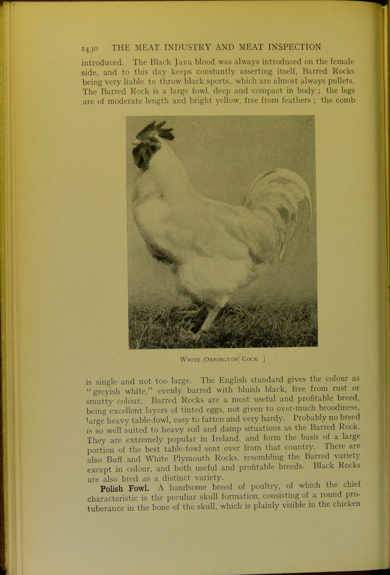 introduced. The Black Java blood was always introduced on the female side, and to this day keeps constantly asserting itself, Barred Rocks being very liable to throw black sports, which are almost always pullets. The Barred Rock is a large fowl, deep and compact in body ; the legs are of moderate length and bright yellow, free from feathers ; the comb W^HiTE ;Orpington' Cock J is single and not too large. The English standard gives the colour as  greyish white, evenly barred with bluish black, free from rust or smutty colour. Barred Rocks are a most useful and profitable breed, being excellent layers of tinted eggs, not given to over-much broodiness, large heavy table-fowl, easy to fatten and very hardy. Probably no breed is so well suited to heavy soil and damp situations as the Barred Rock. They are extremely popular in Ireland, and form the basis of a large portion of the best table-fowl sent over from that country. There are also Buff and White Plymouth Rocks, resembling the Barred variety except in colour, and both useful and profitable breeds. Black Rocks are also bred as a distinct variety. Polish Fowl. A handsome breed of poultry, of which the chiei characteristic is the peculiar skull formation, consisting of a round pro- tuberance in the bone of the skull, which is plainly visible in the chicken