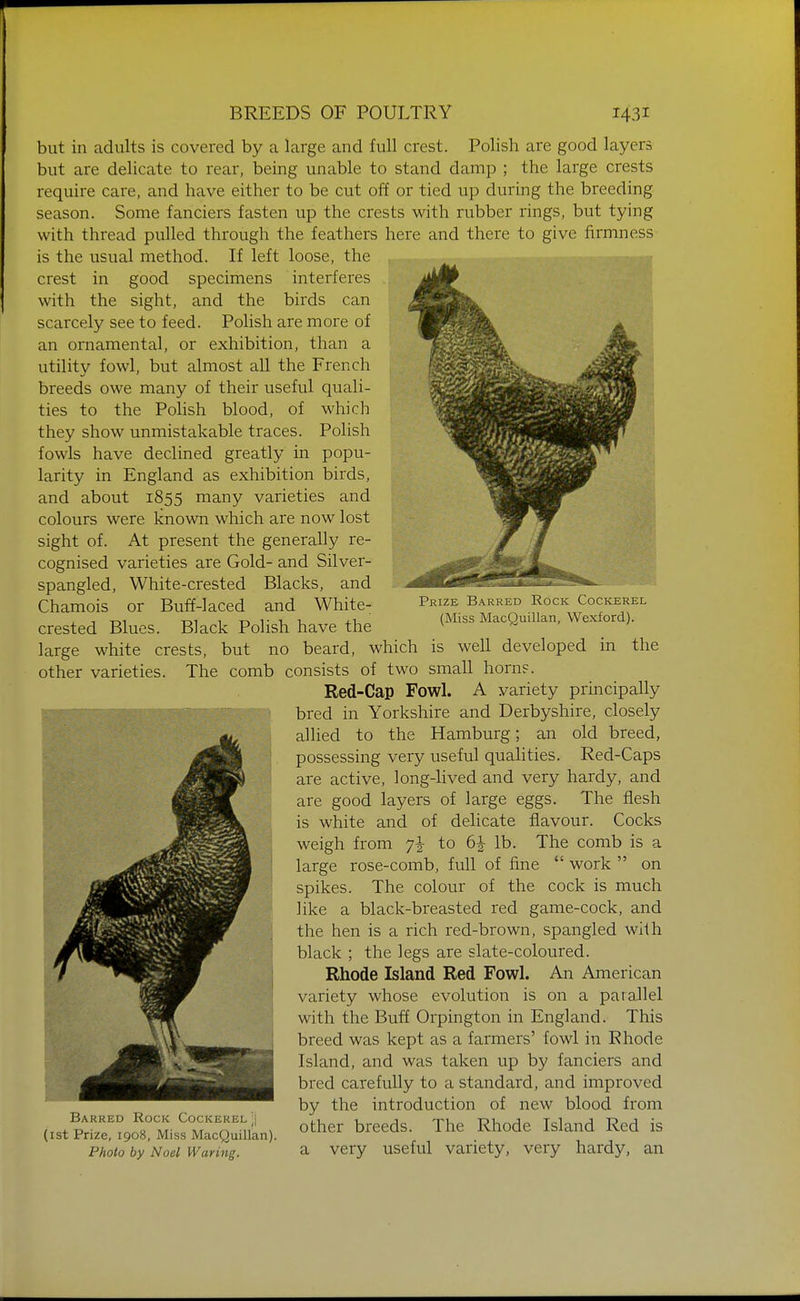 Prize Barred Rock Cockerel (Miss MacQuillan, Wexford). but in adults is covered by a large and full crest. Polish are good layers but are delicate to rear, being unable to stand damp ; the large crests require care, and have either to be cut off or tied up during the breeding season. Some fanciers fasten up the crests with rubber rings, but tying with thread pulled through the feathers here and there to give firmness is the usual method. If left loose, the crest in good specimens interferes with the sight, and the birds can scarcely see to feed. Polish are more of an ornamental, or exhibition, than a utilitv fowl, but almost all the French breeds owe many of their useful quali- ties to the Polish blood, of which they show unmistakable traces. Polish fowls have declined greatly in popu- larity in England as exhibition birds, and about 1855 many varieties and colours were known which are now lost sight of. At present the generally re- cognised varieties are Gold- and Silver- spangled, White-crested Blacks, and Chamois or Buff-laced and White- crested Blues. Black Polish have the large white crests, but no beard, which is well developed in the other varieties. The comb consists of two small horn?. Red-Cap Fowl. A variety principally bred in Yorkshire and Derbyshire, closely allied to the Hamburg; an old breed, possessing very useful qualities. Red-Caps are active, long-Hved and very hardy, and are good layers of large eggs. The flesh is white and of delicate flavour. Cocks weigh from 7^ to 6^ lb. The comb is a large rose-comb, full of fine  work  on spikes. The colour of the cock is much like a black-breasted red game-cock, and the hen is a rich red-brown, spangled with black ; the legs are slate-coloured. Rhode Island Red Fowl. An American variety whose evolution is on a parallel with the Buff Orpington in England. This breed was kept as a farmers' fowl in Rhode Island, and was taken up by fanciers and bred carefully to a standard, and improved by the introduction of new blood from rr,. pt1''^?n;!'«° M-n^' n'' ^ other breeds. The Rhode Island Red is (ist Prize, 1908, Miss MacQuillan). Photo by Noel Waring. a very useful variety, very hardy, an