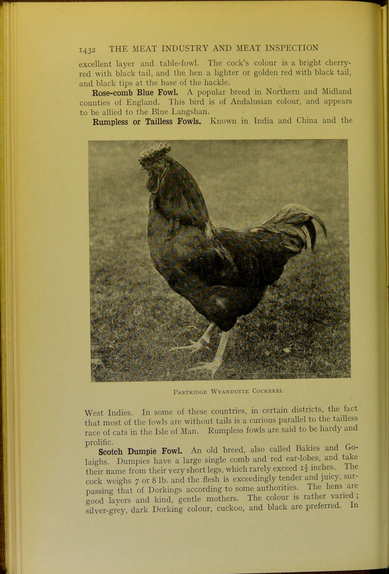 excellent layer and table-fowl. The cock's colour is a bright cherry- red with black tail, and the hen a lighter or golden red with black tail, and black tips at the base of the hackle. Rose-comb Blue Fowl. A popular breed in Northern and Midland counties of England. This bird is of Andalusian colour, and appears to be allied to the Blue Langshan. Rumpless or Tailless Fowls. Known in India and China and the Partridge Wyandotte Cockerel West Indies. In some of these countries, in certain districts, the fact that most of the fowls are without tails is a curious parallel to the taiUess race of cats in the Isle of Man. Rumpless fowls are said to be hardy and prolific. „ Scotch Dumpie Fowl. An old breed, also called Bakies and Go- laighs. Dumpies have a large single comb and red ear-lobes, and take their name from their very short legs, which rarely exceed li mches. The cock weighs 7 or 8 lb. and the flesh is exceedingly tender and juicy, sur- passing that of Dorkings according to some authorities. The hens are good layers and kind, gentle mothers. The colour is rather varied ; silver-grey, dark Dorking colour, cuckoo, and black are preferred, in