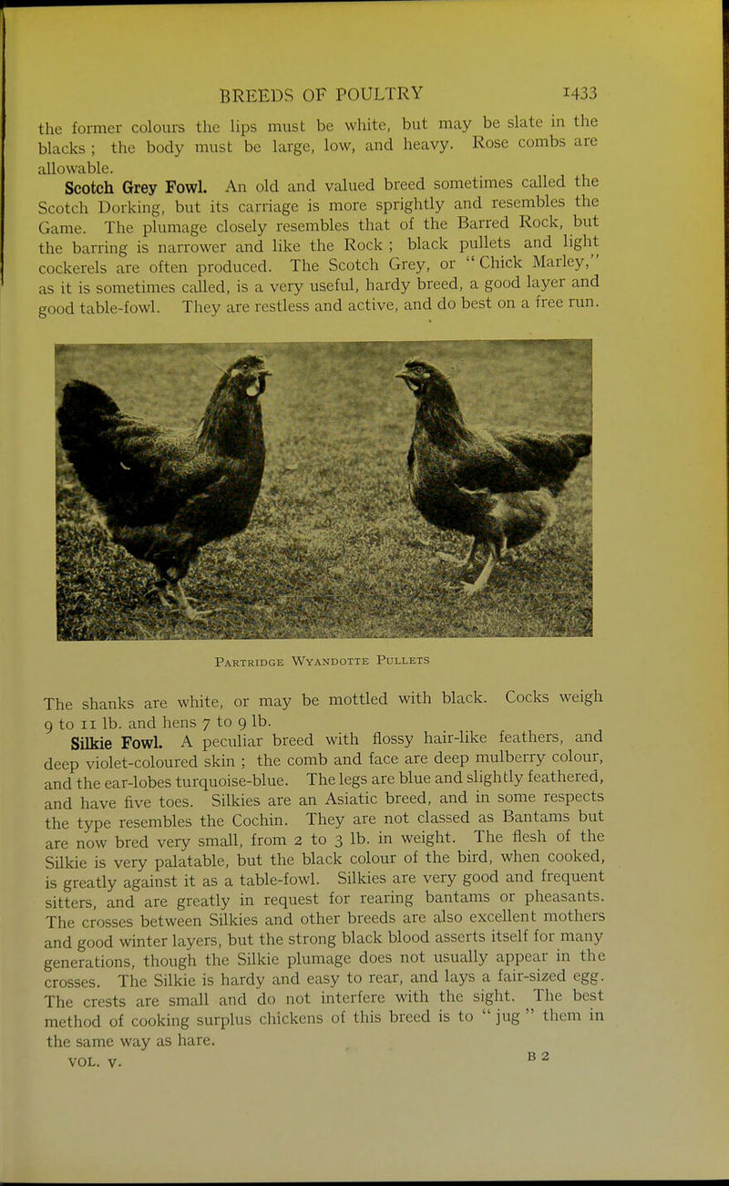 the former colours the lips must be white, but may be slate in the blacks ; the body must be large, low, and heavy. Rose combs are allowable. Scotch Grey Fowl. An old and valued breed sometimes called the Scotch Dorking, but its carriage is more sprightly and resembles the Game. The plumage closely resembles that of the Barred Rock, but the barring is narrower and like the Rock ; black pullets and light cockerels are often produced. The Scotch Grey, or Chick Marley, as it is sometimes called, is a very useful, hardy breed, a good layer and good table-fowl. They are restless and active, and do best on a free run. Partridge Wyandotte Pullets The shanks are white, or may be mottled with black. Cocks weigh 9 to II lb. and hens 7 to 9 lb. Silkie Fowl. A peculiar breed with flossy hair-like feathers, and deep violet-coloured skin ; the comb and face are deep mulberry colour, and the ear-lobes turquoise-blue. The legs are blue and slightly feathered, and have five toes. Silkies are an Asiatic breed, and in some respects the type resembles the Cochin. They are not classed as Bantams but are now bred very small, from 2 to 3 lb. in weight. The flesh of the Silkie is very palatable, but the black colour of the bird, when cooked, is greatly against it as a table-fowl. Silkies are very good and frequent sitters, and are greatly in request for rearing bantams or pheasants. The crosses between Silkies and other breeds are also excellent mothers and good winter layers, but the strong black blood asserts itself for many generations, though the Silkie plumage does not usually appear in the crosses. The Silkie is hardy and easy to rear, and lays a fair-sized egg. The crests are small and do not interfere with the sight. ^The best method of cooking surplus chickens of this breed is to  jug  them in the same way as hare.