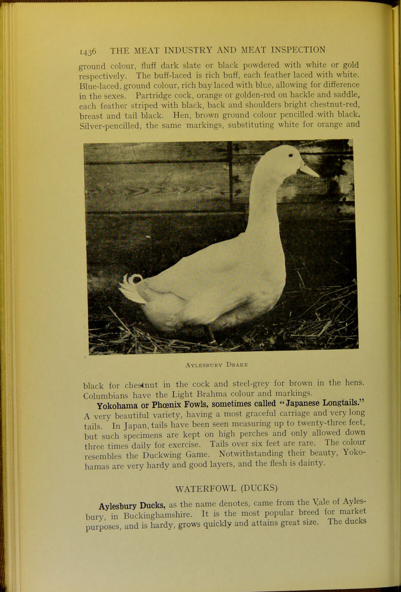 ground colour, fluff dark slate or black powdered with white or gold respectively. The buff-laced is rich buff, each feather laced with white. Blue-laced, ground colour, rich bay laced with blue, allowing for difference in the sexes. Partridge cock, orange or golden-red on hackle and saddle, each feather striped with black, back and shoulders bright chestnut-red, breast and tail black. Hen, brown ground colour pencilled.with black. Silver-pencilled, the same markings, substituting white for orange and Aylesbury Drake black for chestnut in the cock and steel-grey for brown in the hens. Columbians have the Light Brahma colour and markings. Yokohama or Phoenix Fowls, sometimes called Japanese Longtails. A very beautiful variety, having a most graceful carriage and very long tails. In Japan, tails have been seen measuring up to twenty-three feet, but such specimens are kept on high perches and only allowed down three times daily for exercise. Tails over six feet are rare. The colour resembles the Duckwing Game. Notwithstanding their beauty, Yoko- hamas are very hardy and good layers, and the flesh is dainty. WATERFOWL (DUCKS) Ayleshury Ducks, as the name denotes, came from the Yale of Ayles- bury in Buckinghamshire. It is the most popular breed market purposes, and is hardy, grows quickly and attains great size. The ducks