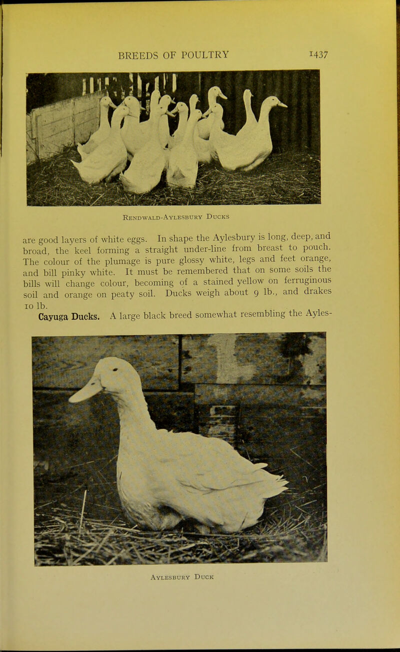 Rendwald-Aylesbury Ducks are good layers of white eggs. In shape the Aylesbury is long, deep, and broad, the keel forming a straight under-line from breast to pouch. The colour of the plumage is pure glossy white, legs and feet orange, and bill pinky white. It must be remembered that on some soils the bills will change colour, becoming of a stained yellow on ferruginous soil and orange on peaty soil. Ducks weigh about 9 lb., and drakes 10 lb. Cayuga Ducks. A large black breed somewhat resemblmg the Ayles- Aylesbury Duck