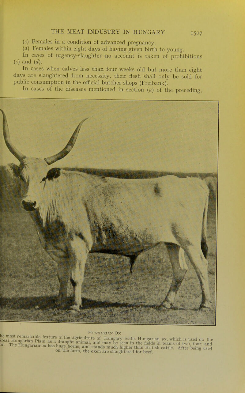(c) Females in a condition of advanced pregnancy. (d) Females within eight days of having given birth to young. In cases of urgency-slaughter no account is taken of prohibitions (c) and (d). In cases when calves less than four weeks old but more than eight days are slaughtered from necessity, their flesh shall only be sold for pubhc consumption in the official butcher shops (Freibank). In cases of the diseases mentioned in section (a) of the preceding, i Hungarian Ox ^r,Tiun^-^^^^^ °f Hungary is.the Hungarian ox, which is used on <he X TheSXini nv hL\ ^^^ '''^y seen in the fields in teams of two, four, and IX. Ihe Hungarian ox has huge>rns, and stands much higher than British cattle. After being used on the farm, the oxen are slaughtered for beef.