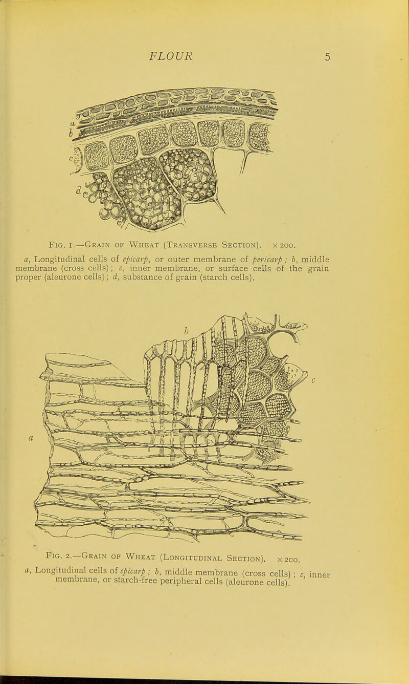 Fig. i.—Grain of Wheat (Transverse Section), x 200. a, Longitudinal cells of epicarp, or outer membrane of pericarp; b, middle membrane (cross cells); c, inner membrane, or surface cells of the grain proper (aleurone cells); d, substance of grain (starch cells). Fig. 2.—Grain of Wheat (Longitudinal Section), x 2co. a, Longitudinal cells of epicarp ; b, middle membrane (cross cells) ■ c i membrane, or starch-free peripheral cells (aleurone cells). ' '