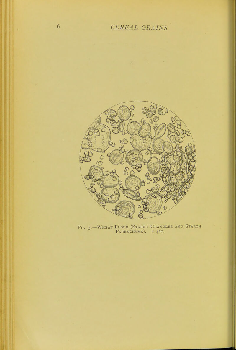 Fig. 3. Wheat Flour (Starch Granules and Starch