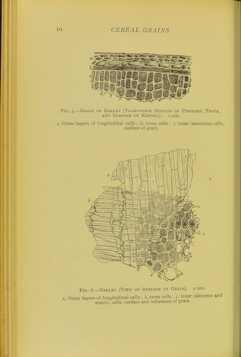 Fig. 5.—Grain of Barley (Transverse Section of Pericarp, Testa, and Surface of Kernel), x 200. a, Outer layers of longitudinal cells ; b, cross cells ; c, inner (aleurone) cells, surface of grain.