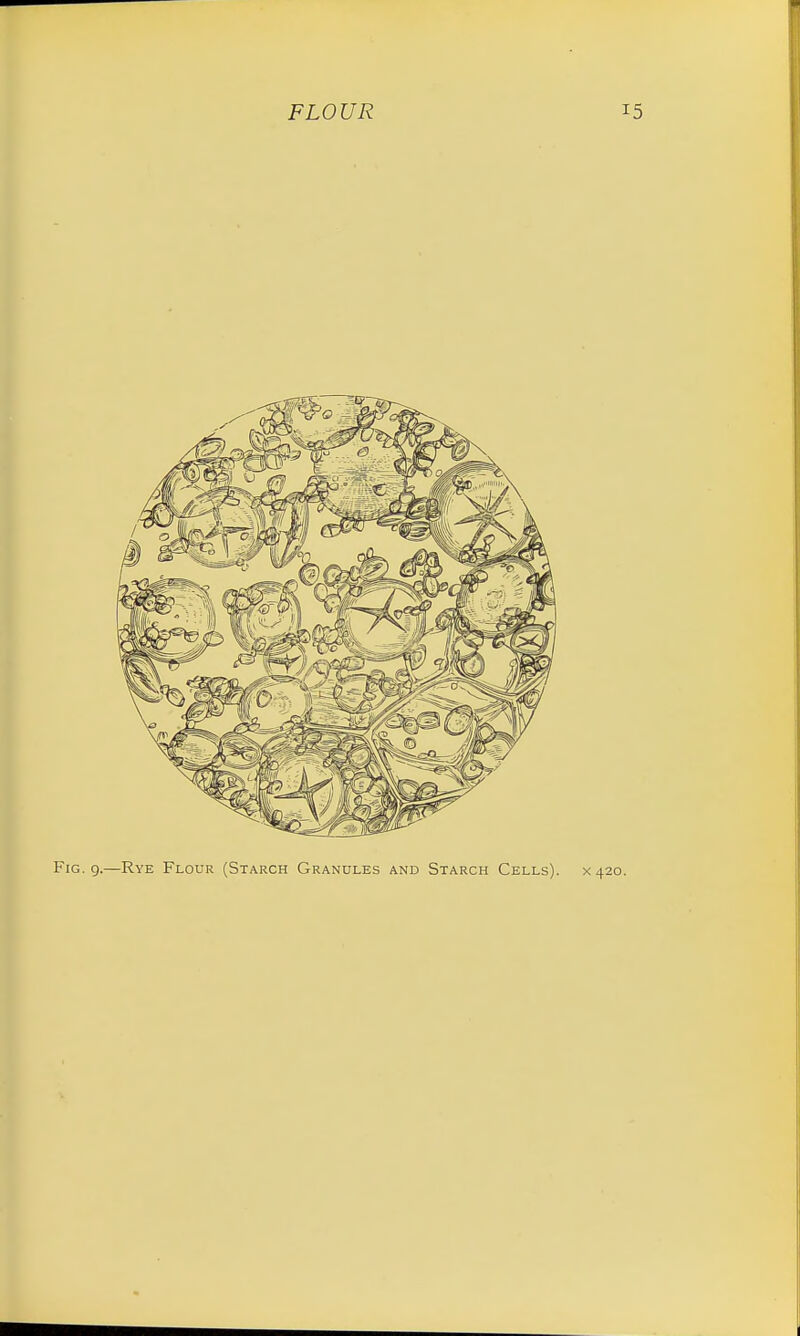 Fig. 9.—Rye Flour (Starch Granules and Starch Cells). x 420.