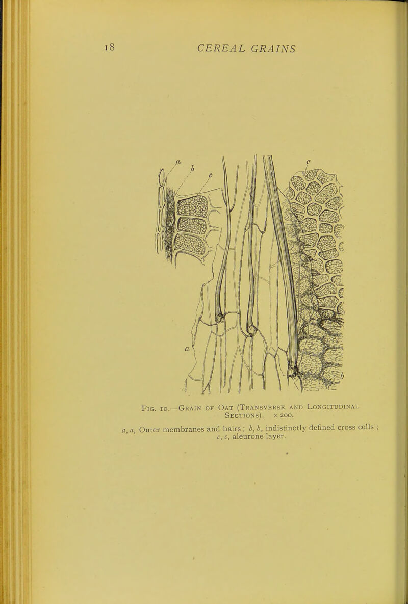 Fig. io.—Grain of Oat (Transverse and Longitudinal Sections), x 200. a, a, Outer membranes and hairs ; b, b, indistinctly denned cross cells ; c, c, aleurone layer.