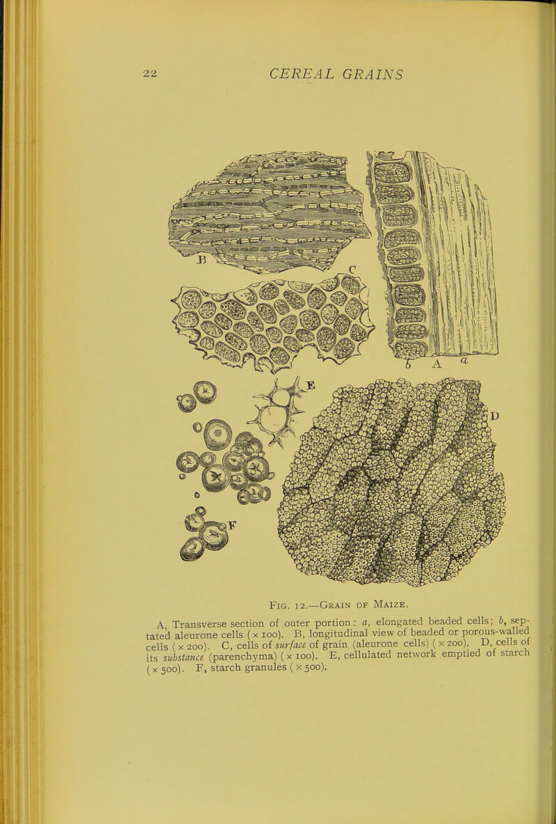 Fig. 12.—Grain of Maize. A Transverse section of outer portion: a, elongated beaded cells; b, sep- tated aleurone cells ( x 100). B, longitudinal view of beaded or porous-walled cells ( x 200). C, cells of surface of grain (aleurone cells) ( x 200). D, cells of its substance (parenchyma) (x 100). E, cellulated network emptied of starch (X500). F, starch granules ( x 500).