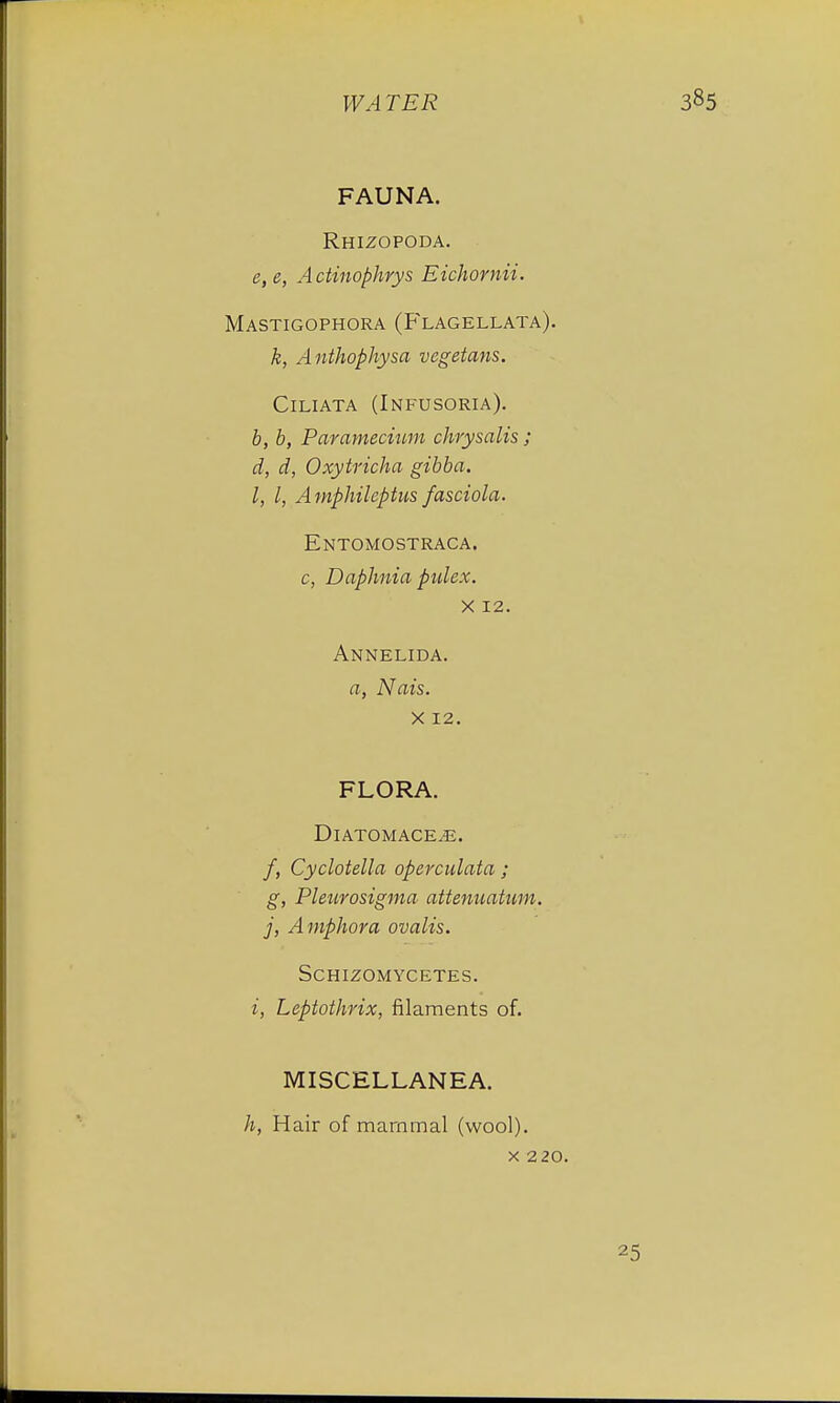 FAUNA. Rhizopoda. e, e, Actinophrys Eichornii. Mastigophora (Flagellata). k, Anthophysa vegetans. Ciliata (Infusoria). b, b, Paramecium chrysalis ; d, d, Oxytricha gibba. I, I, Amphileptus fasciola. Entomostraca. c, Daphnia pulex. X 12. Annelida. a, Nats. X 12. FLORA. DlATOMACEjE. /, Cyclotella operculata ; g, Pleurosigma attenuatum. j, Amphora ovalis. SCHIZOMYCETES. i, Leptothrix, filaments of. MISCELLANEA. h, Hair of mammal (wool). X 2 20.