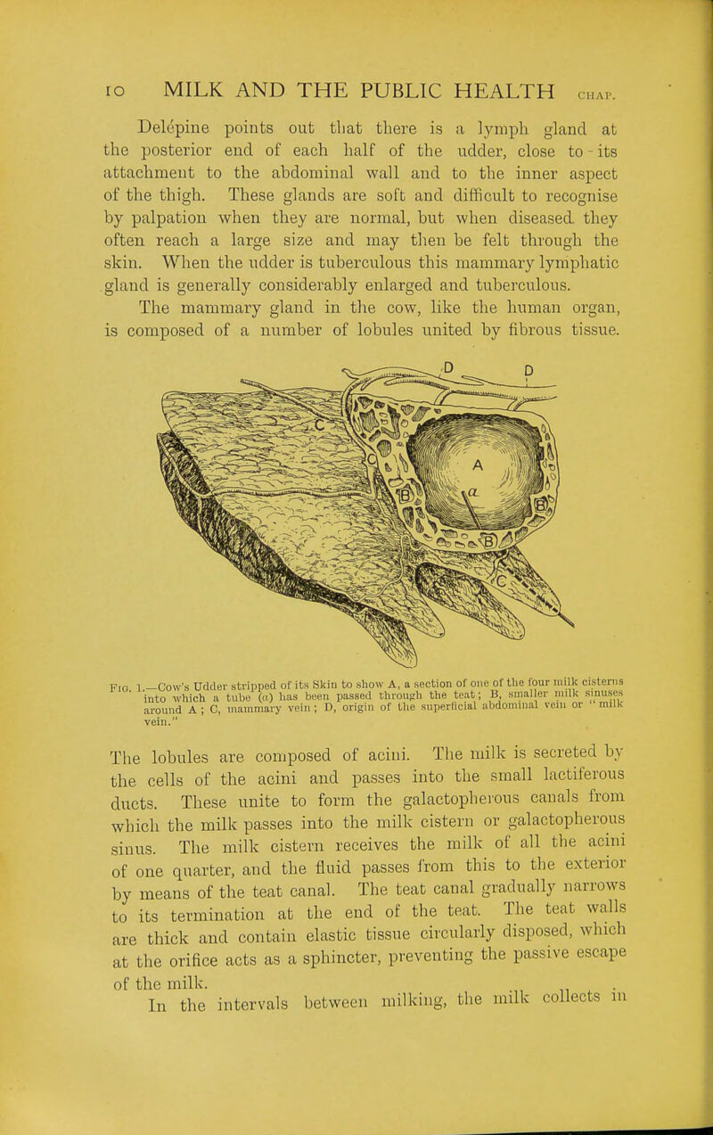 CHAP. Delepine points out that there is a lymph gland at the posterior end of each half of the udder, close to ^ its attachment to the abdominal wall and to the inner aspect of the thigh. These glands are soft and difficult to recognise by palpation when they are normal, but when diseased, they often reach a large size and may then be felt through the skin. When the udder is tuberculous this mammary lymphatic gland is generally considerably enlarged and tuberculous. The mammary gland in the cow, like the human organ, is composed of a number of lobules united by fibrous tissue. Fio 1 —Cow's Udder stripped of its Skin to show A, a section of one of the four milk cisterns ■ Into which a tube (a) has been passed throufrh the teat; B. smaller milk .sinuses around A ; C, mammary vein; D, origin of the superficial abdominal vein or milk vein. The lobules are composed of acini. Tlie milk is secreted by the cells of the acini and passes into the small lactiferous ducts. These unite to form the galactopherous canals from which the millc passes into the milk cistern or galactopherous sinus. The milk cistern receives the milk of all the acini of one quarter, and the fluid passes from this to the exterior by means of the teat canal. The teat canal gradually narrows to its termination at the end of the teat. The teat walls are thick and contain elastic tissue circularly disposed, which at the orifice acts as a sphincter, preventing the passive escape of the milk. In the intervals between milking, the milk collects in