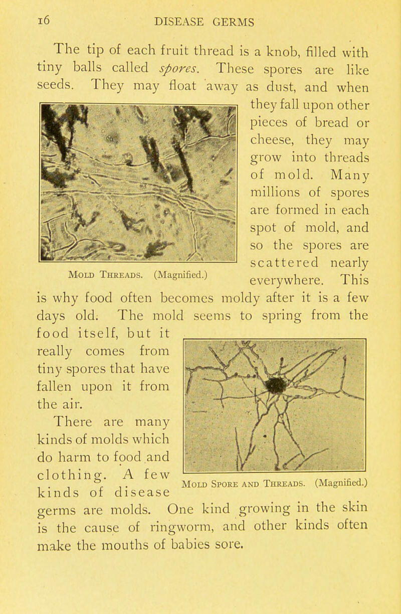 The tip of each fruit thread is a knob, filled with tiny balls called spores. These spores are like seeds. The)^ may float away as dust, and when they fall upon other pieces of bread or cheese, they may grow into threads of mold. Many millions of spores are formed in each spot of mold, and so the spores are scattered nearly everywhere. This Mold Threads. (Magnified.) is why food often becomes moldy after it is a few days old. The mold seems to spring from the food itself, but it really comes from tiny spores that have fallen upon it from the air. There are many kinds of molds which do harm to food and clothing. A few _ ,. r 1 • Mold Spore and Threads. (Magnined.; kinds of disease germs are molds. One kind growing in the skin is the cause of ringworm, and other kinds often make the mouths of babies sore.