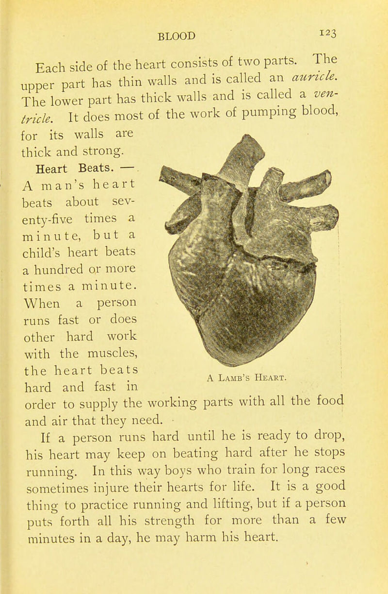 Each side of the heart consists of two parts. The upper part has thin walls and is called an auricle. The lower part has thick walls and is called a ven- tricle. It does most of the work of pumping blood, for its walls are thick and strong. Heart Beats. — A man's heart beats about sev- enty-five times a minute, but a child's heart beats a hundred or more times a minute. When a person runs fast or does other hard work with the muscles, the heart beats hard and fast in order to supply the working parts with all the food and air that they need. ■ If a person runs hard until he is ready to drop, his heart may keep on beating hard after he stops running. In this way boys who train for long races sometimes injure their hearts for life. It is a good thing to practice running and lifting, but if a person puts forth all his strength for more than a few minutes in a day, he may harm his heart. A Lamb's Heart.